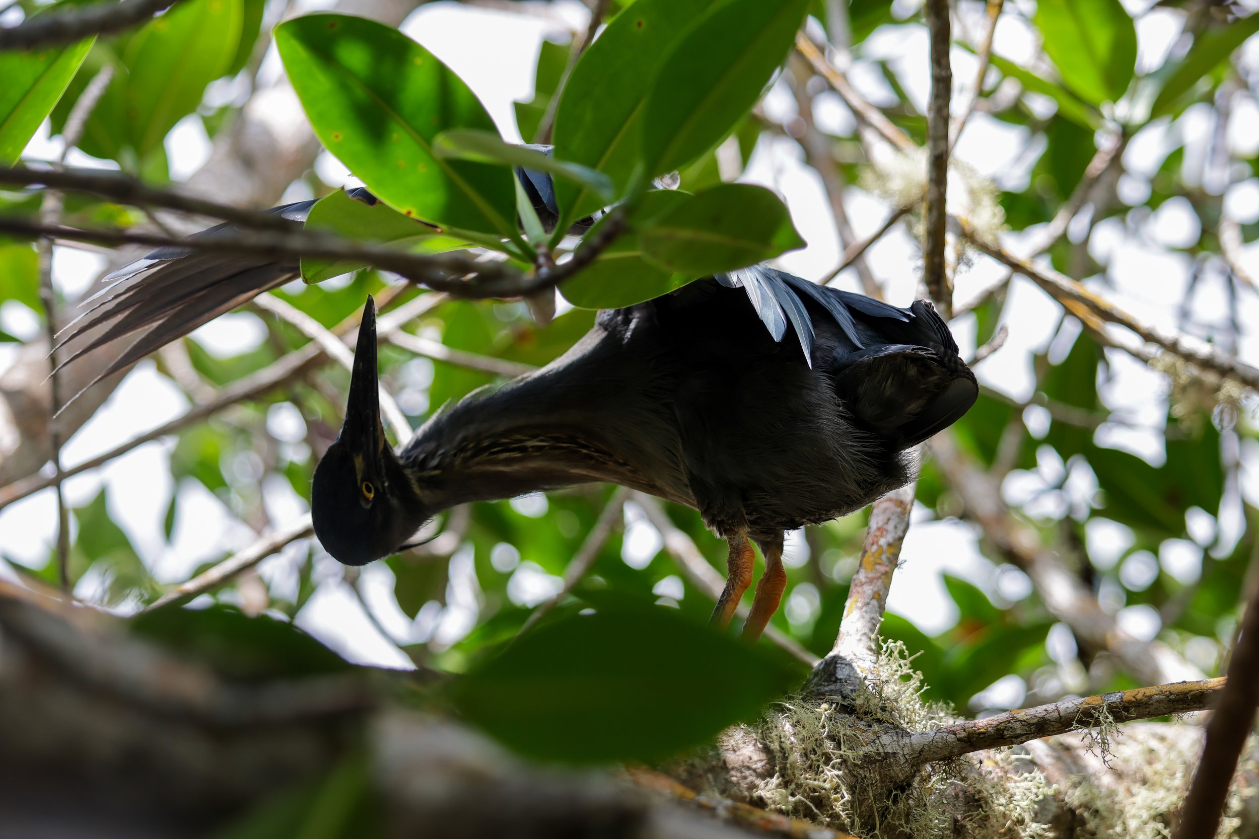 Lava Heron, Isla Isabella