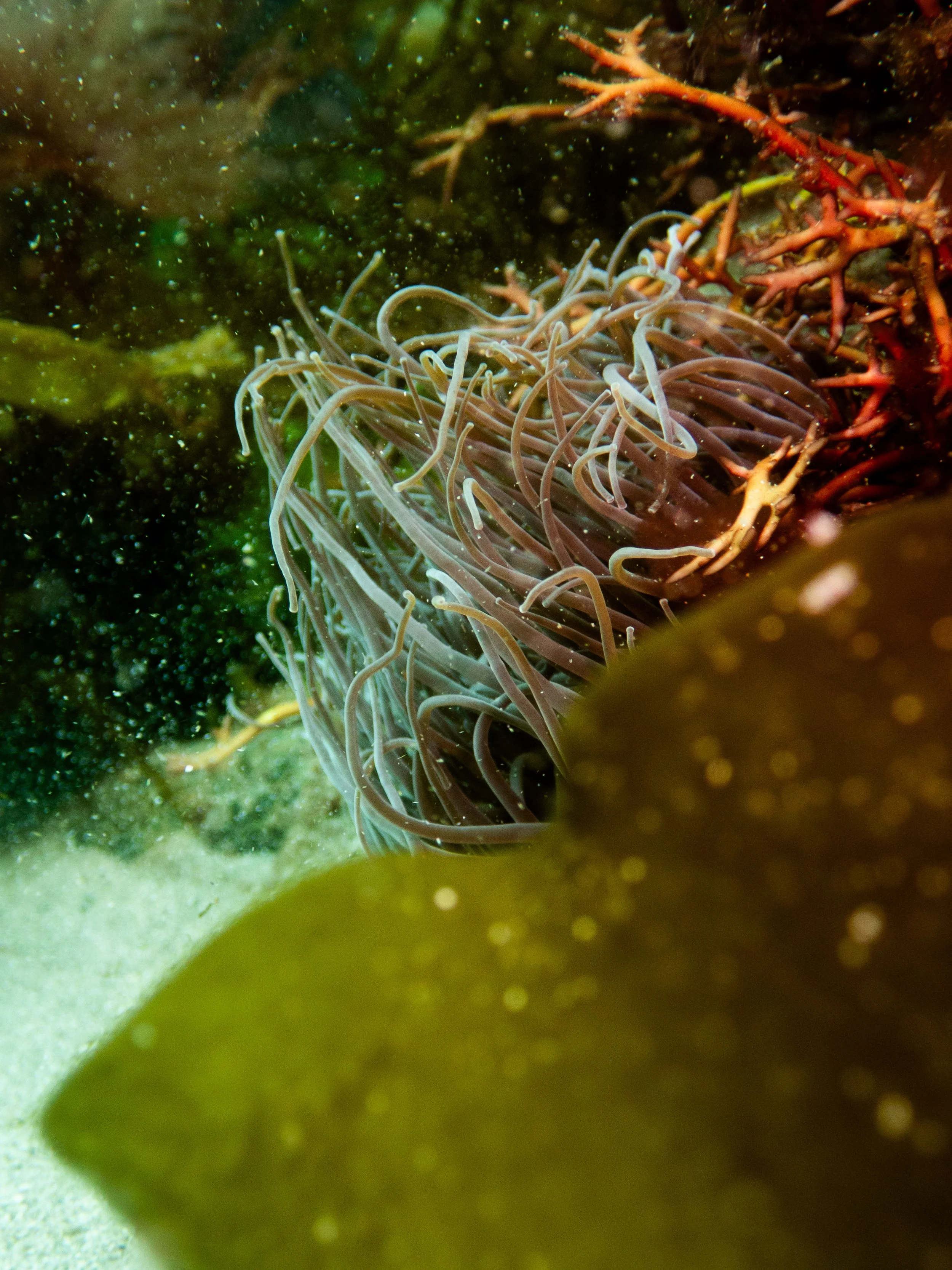 Snakelocks anemone