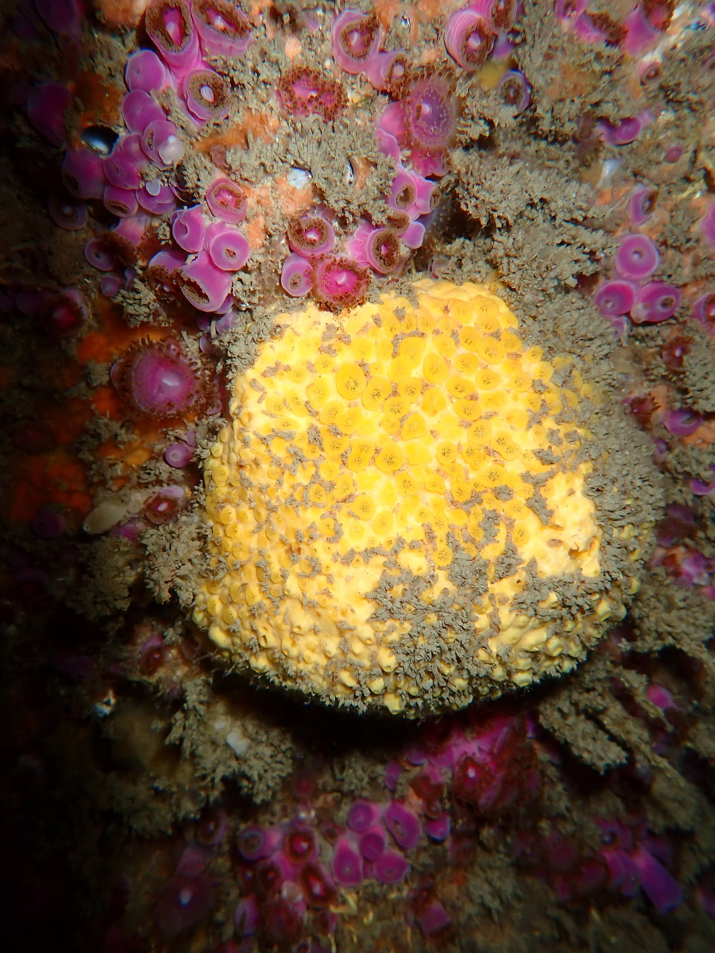 Boring sponge, Gouliot caves