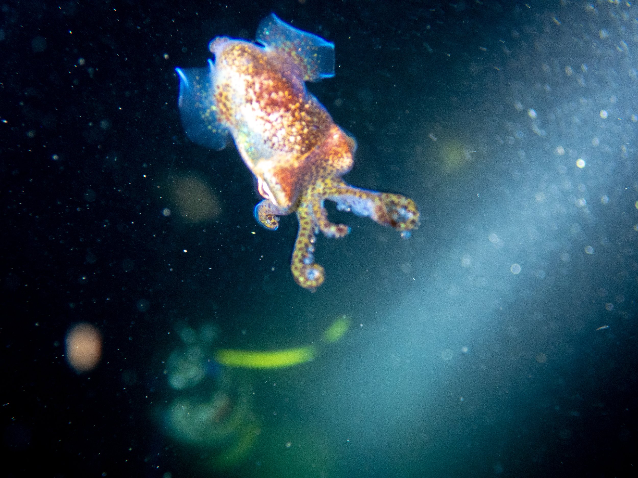 Bobtail squid, Havelet