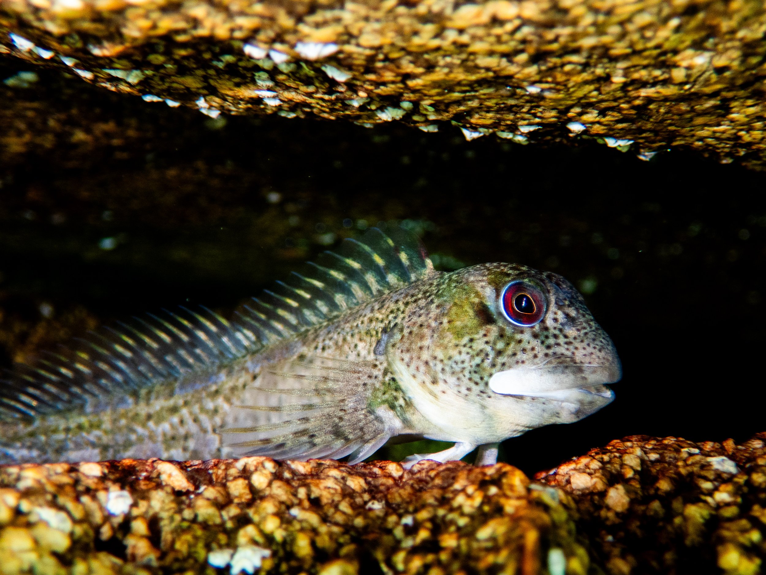 Blenny, Fort Grey