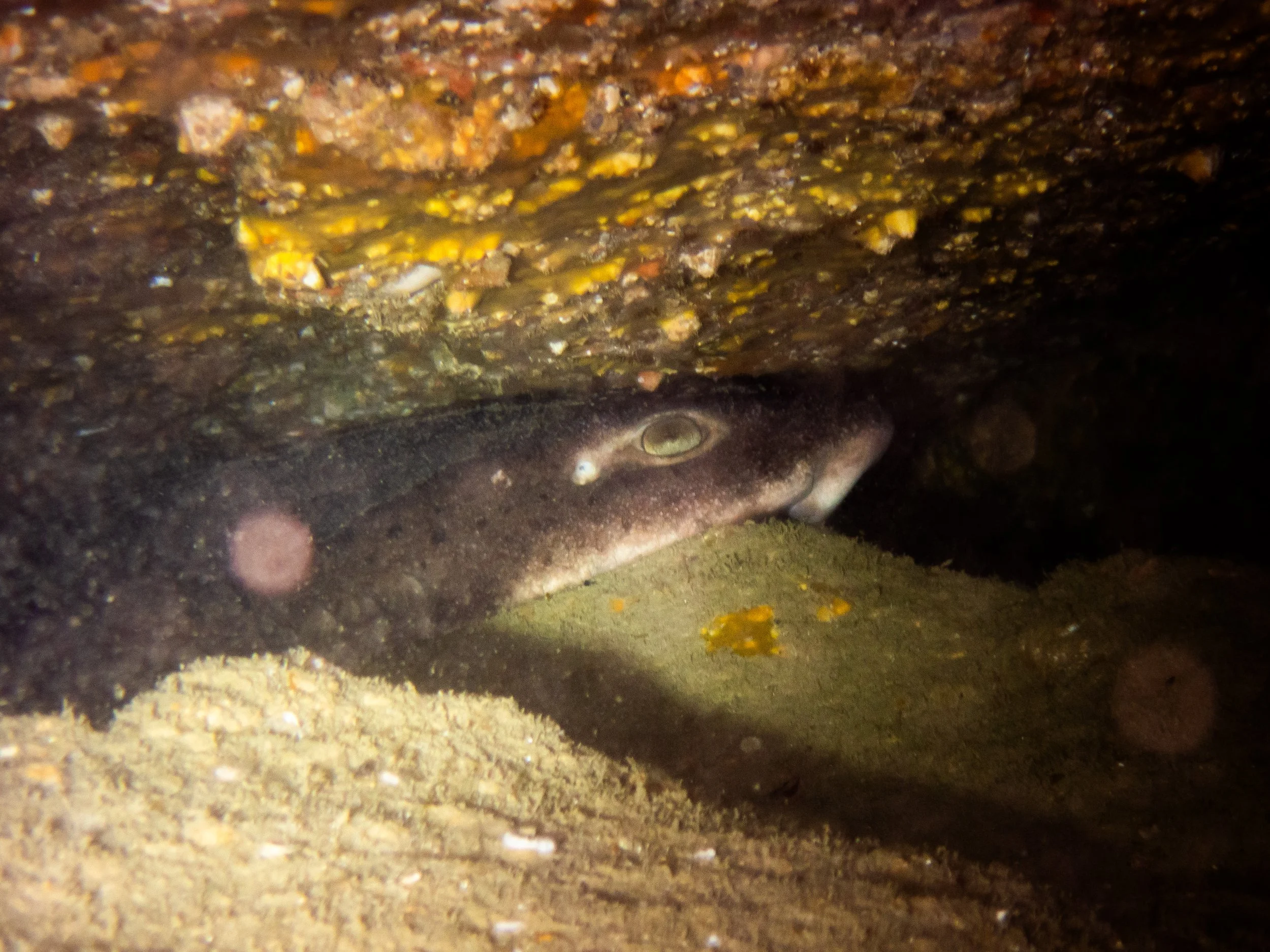 Nursehound Catshark, Sark