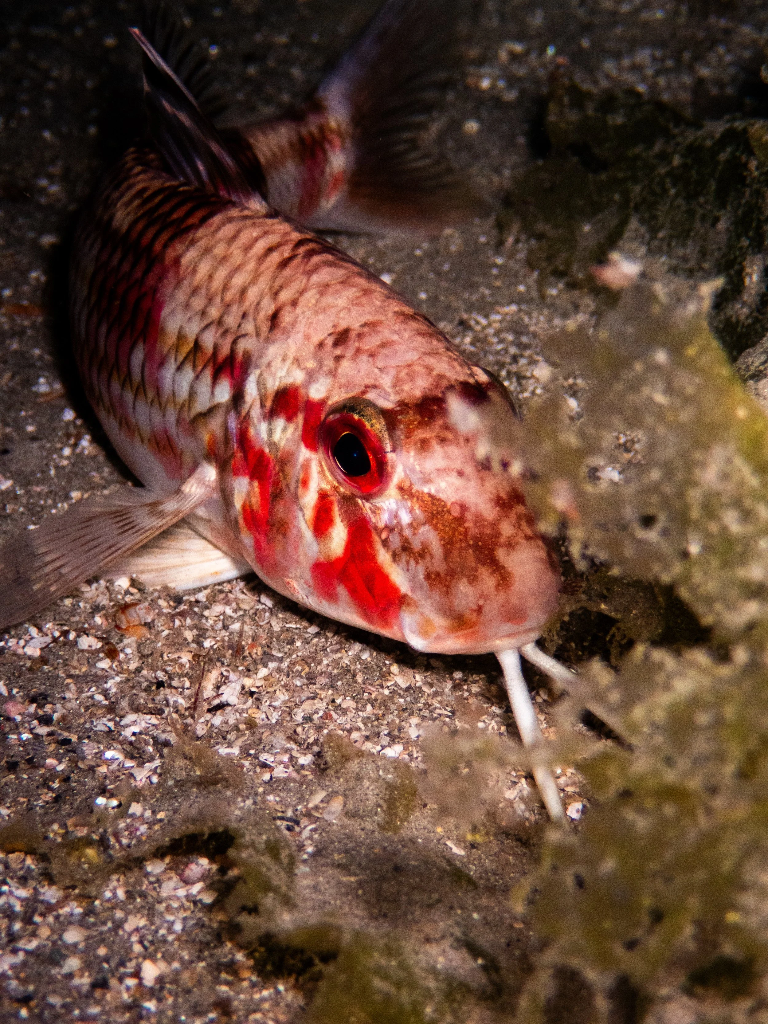 Red mullet, Havelet night dive
