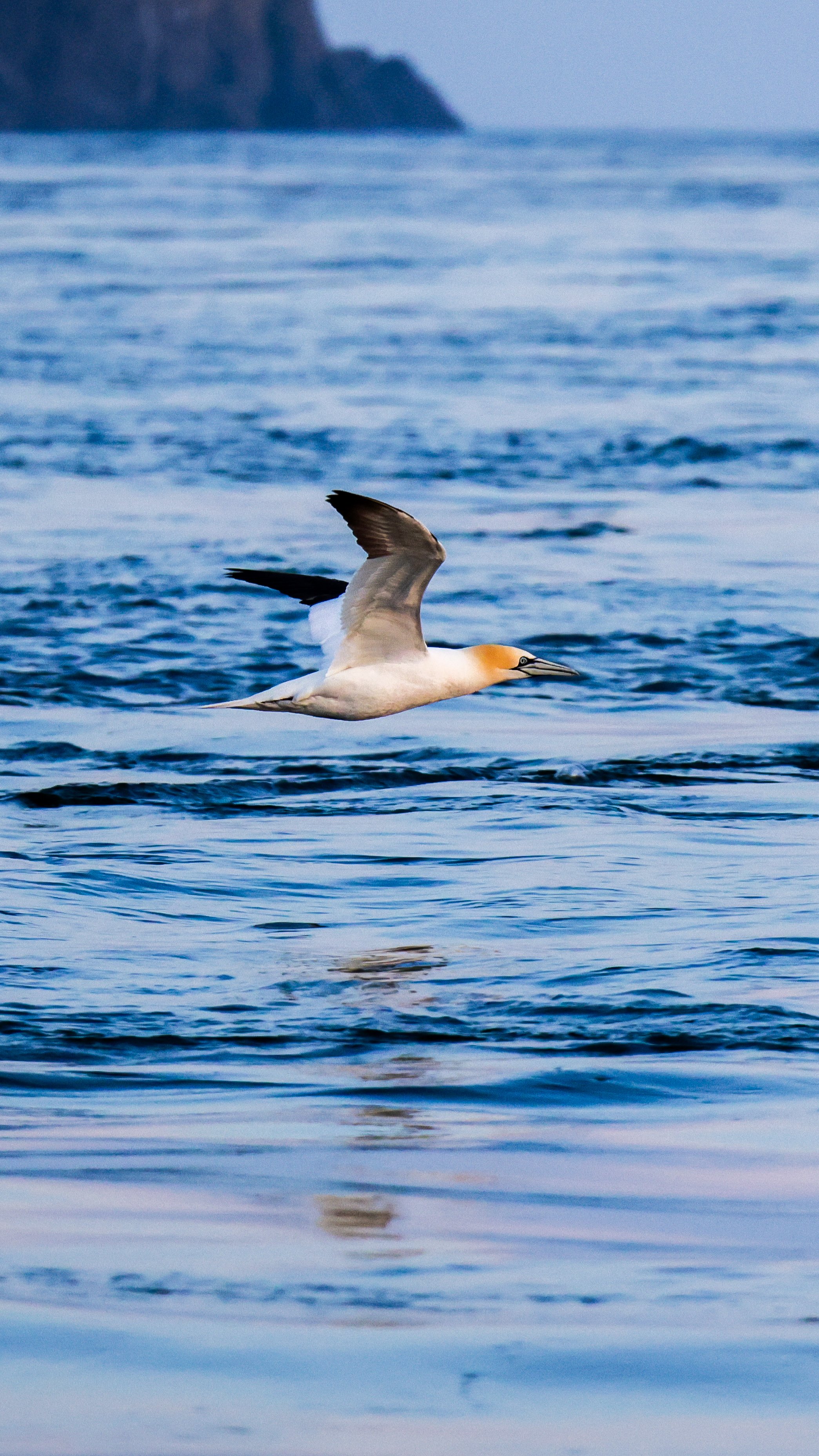 Northern Gannet, Alderney