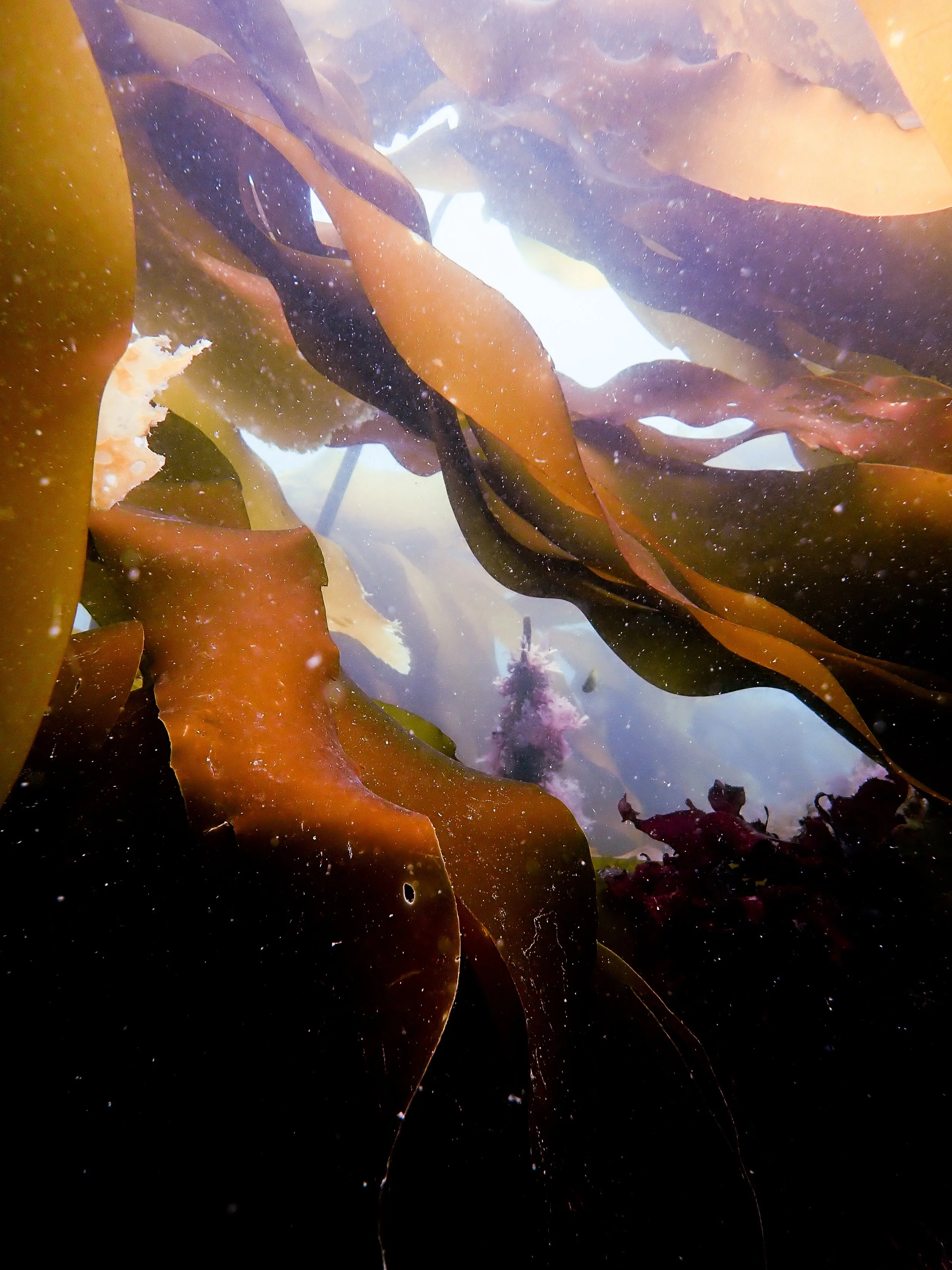 Kelp, Castle Cornet