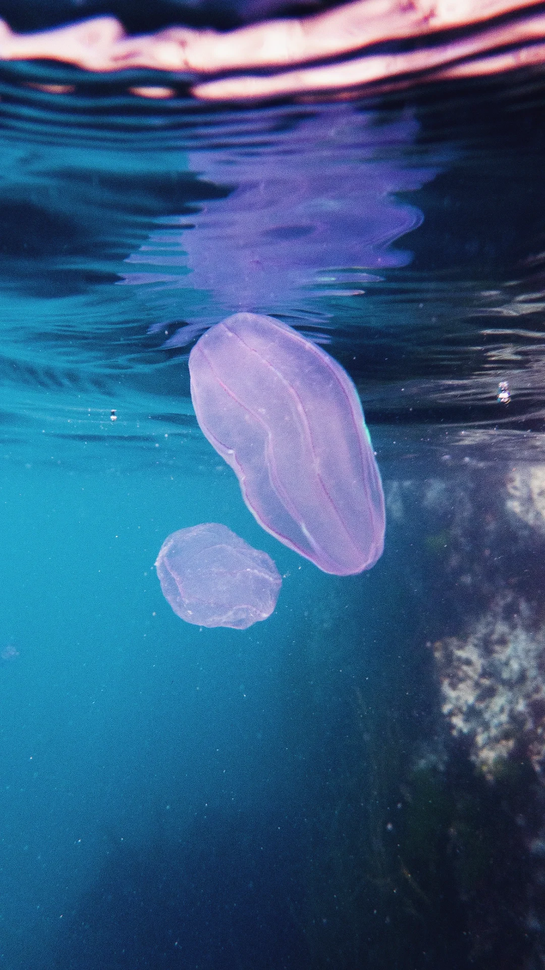 Comb jellyfish, Harve Gosselin, Sark