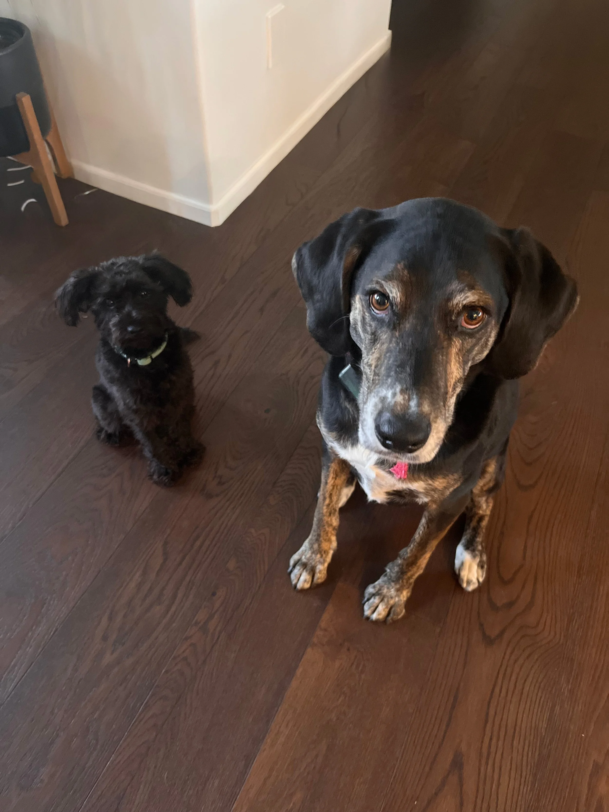 Diego and Luna, Rachel Postigo's family dogs, sitting on the hardwood floor at home