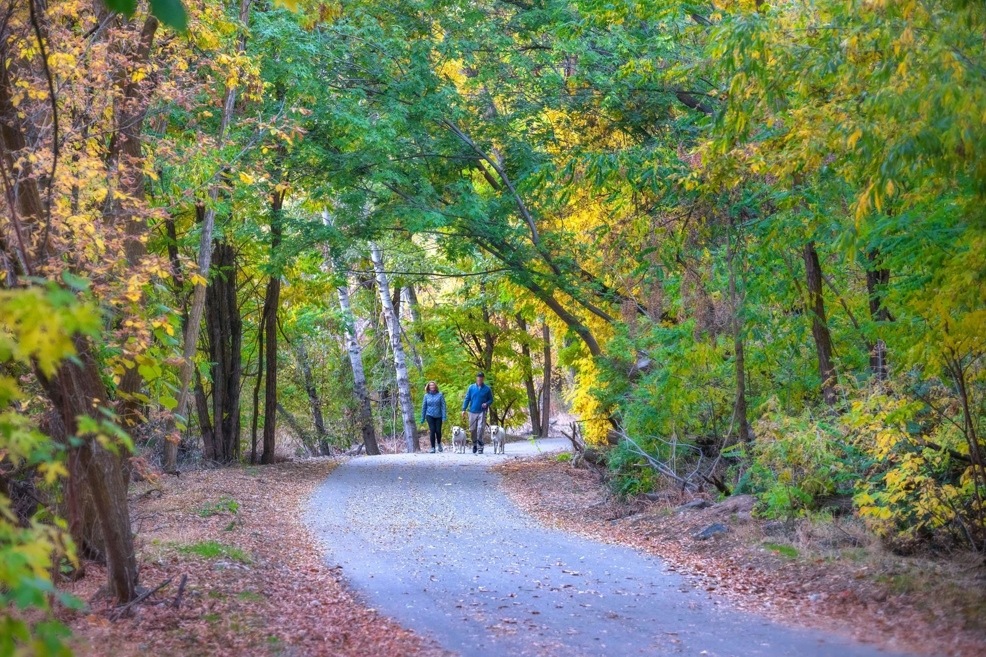 Couple walking dogs along the tree-lined Greenbelt path in Eagle, Idaho