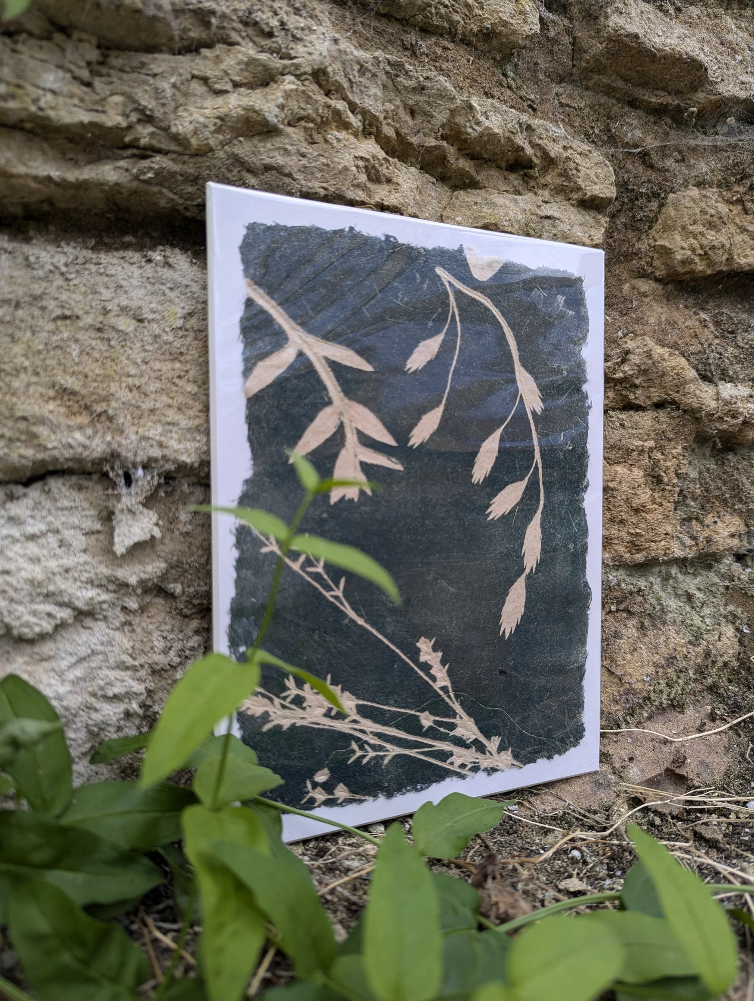 Botanical 11 - frances daws - 3.jpg