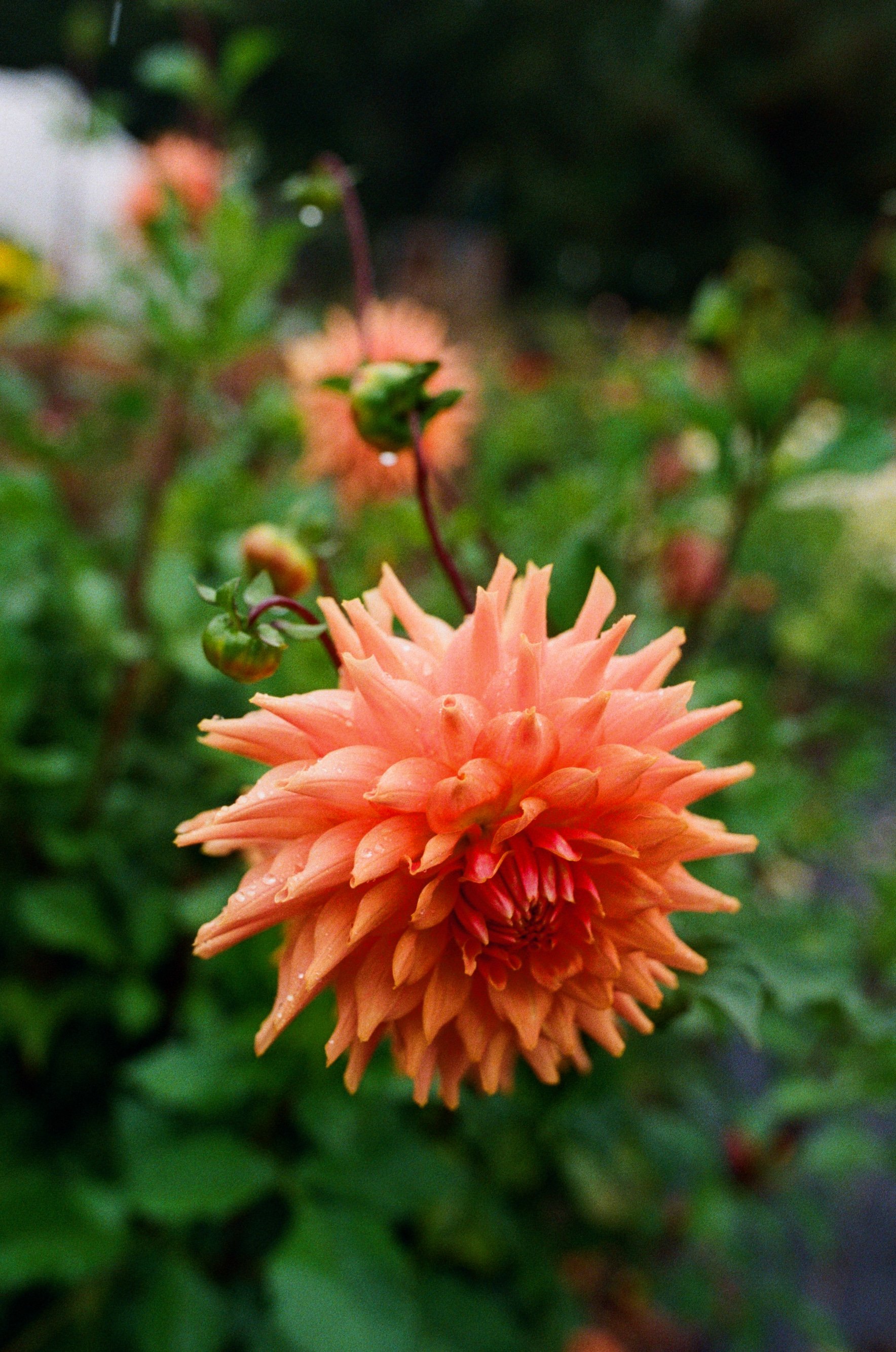 FabledFlora-16.jpg