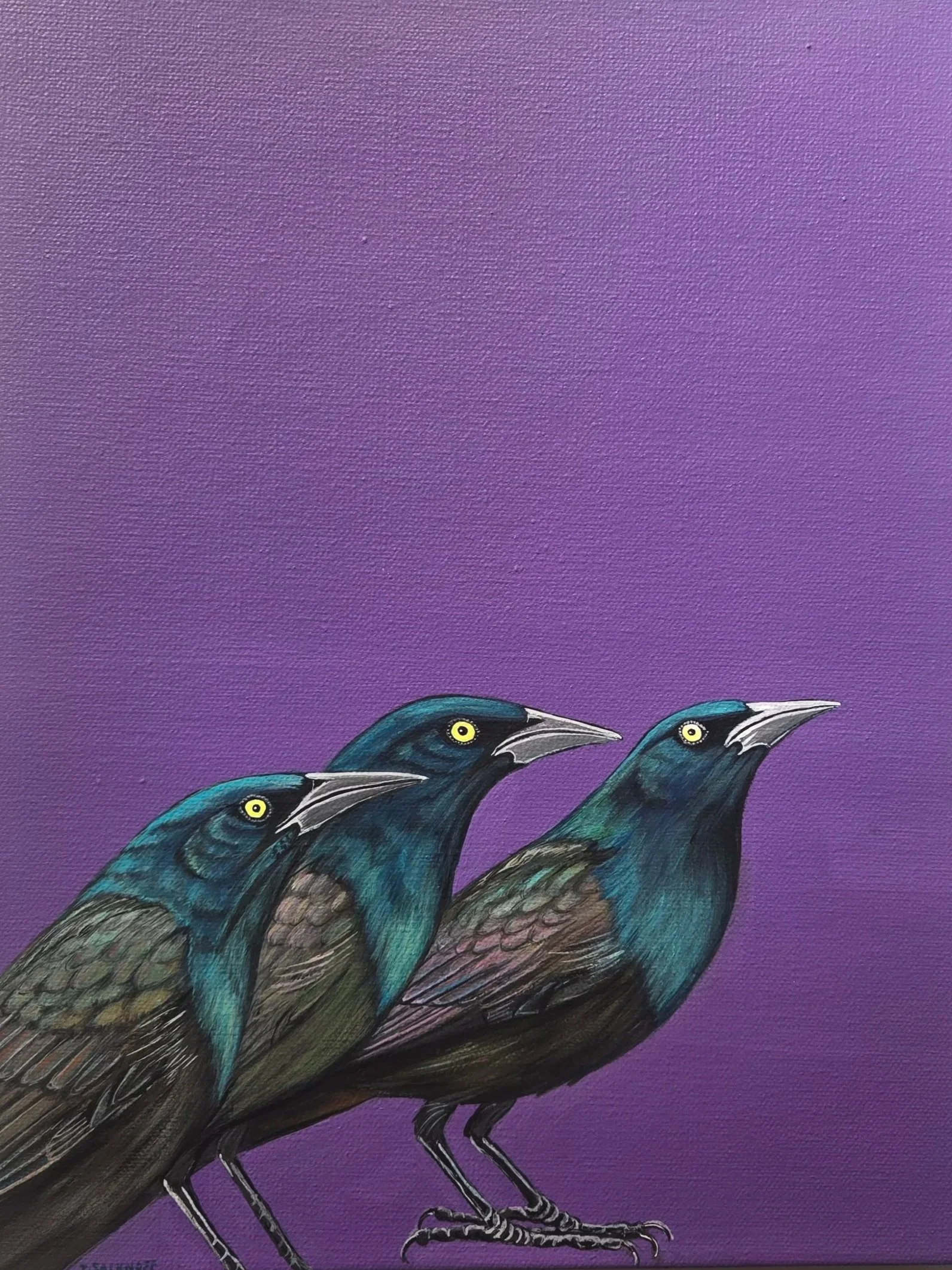Common Grackles/Brilliant Purple