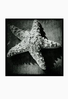 Starfish1test + 10 g.jpg