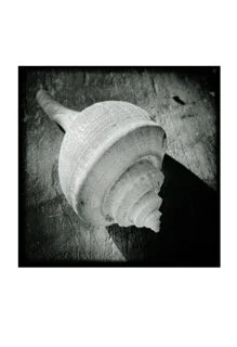 Shell test 1 +10g.JPG