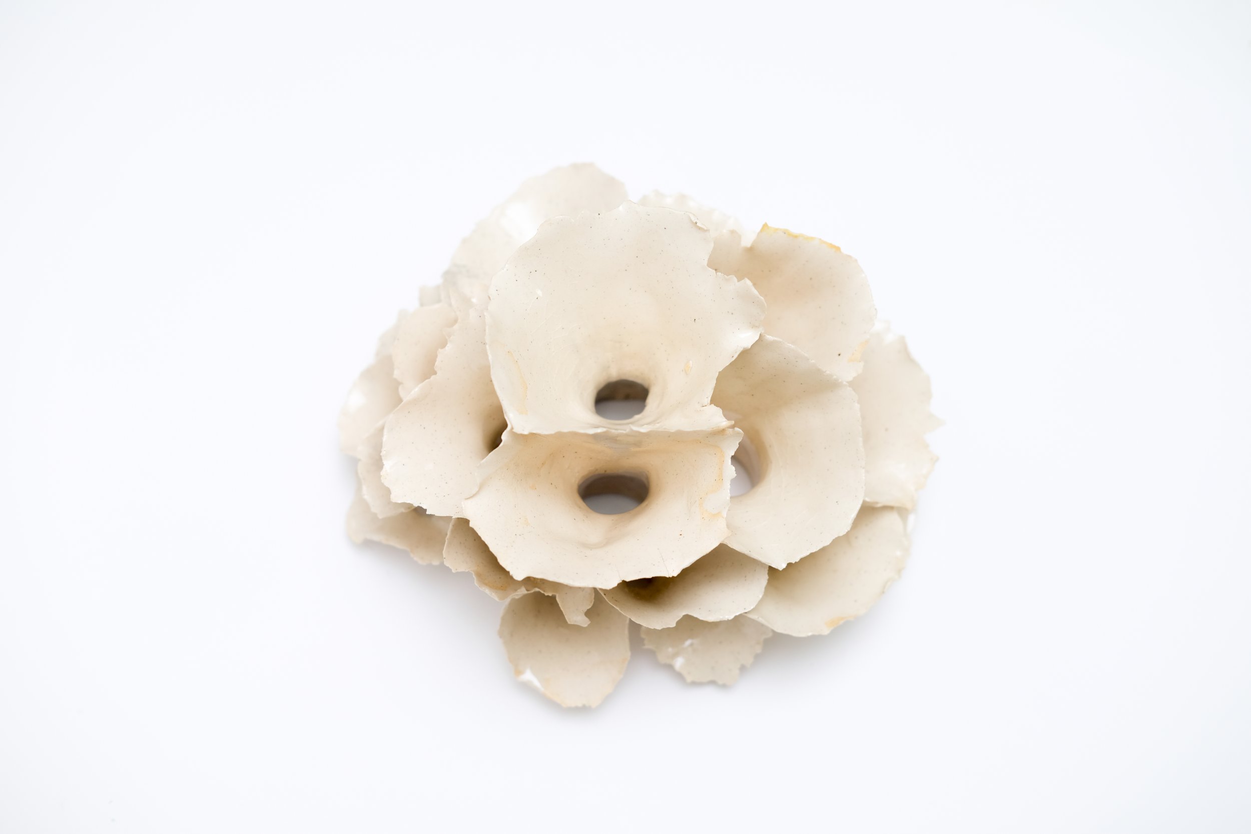 5 Ivory Cluster 2026 Jessamyn Go -11.jpg