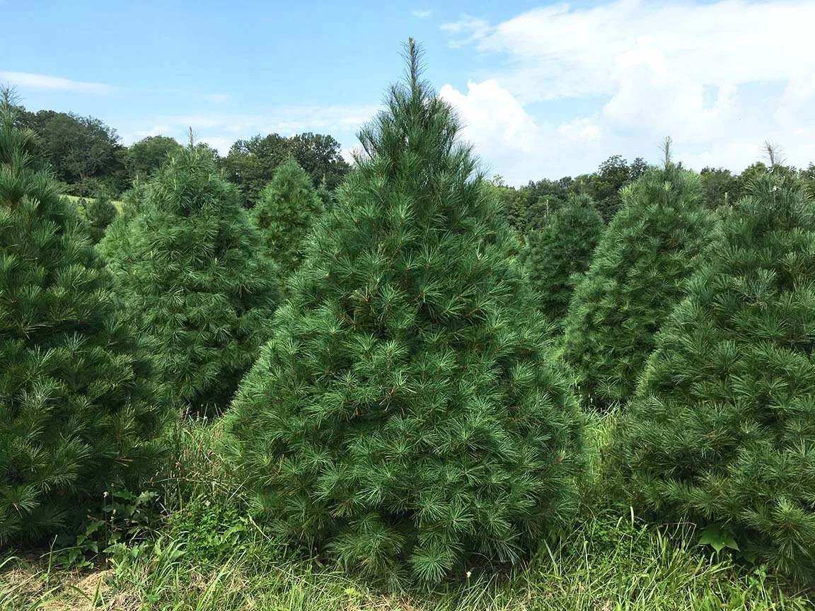 Real Christmas Trees — Heritage Valley Tree Farm
