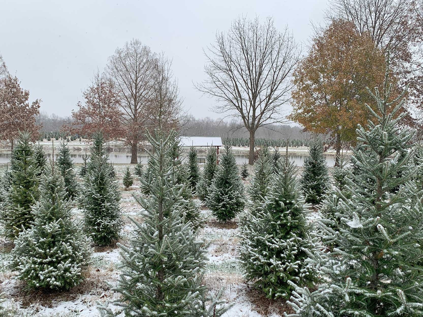 Canaan Fir Christmas trees