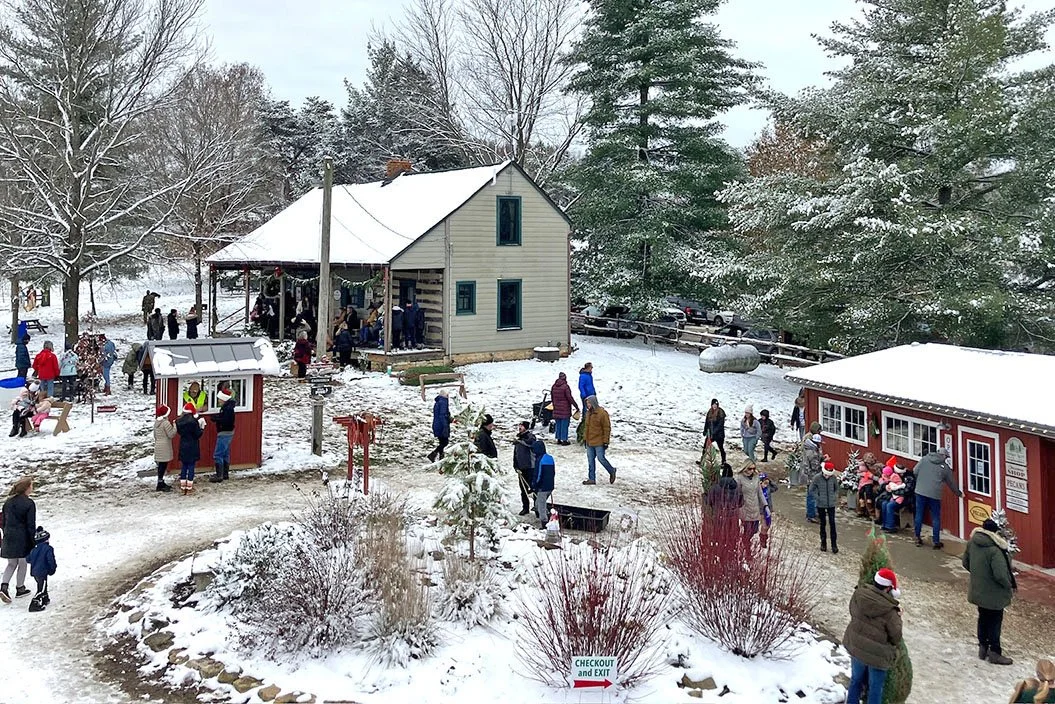 Christmas tree farm setting