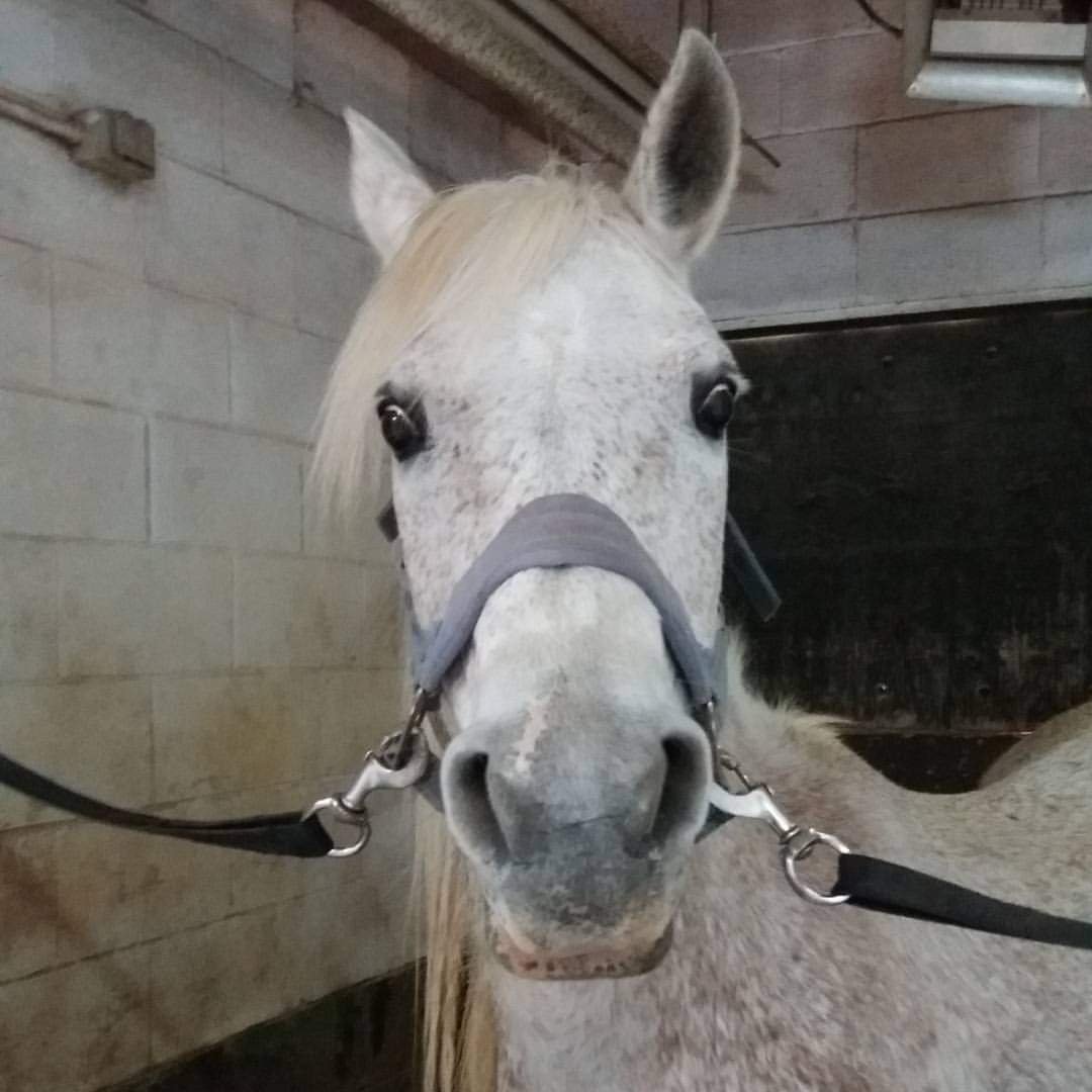 Chapter 2: Castle French Farm