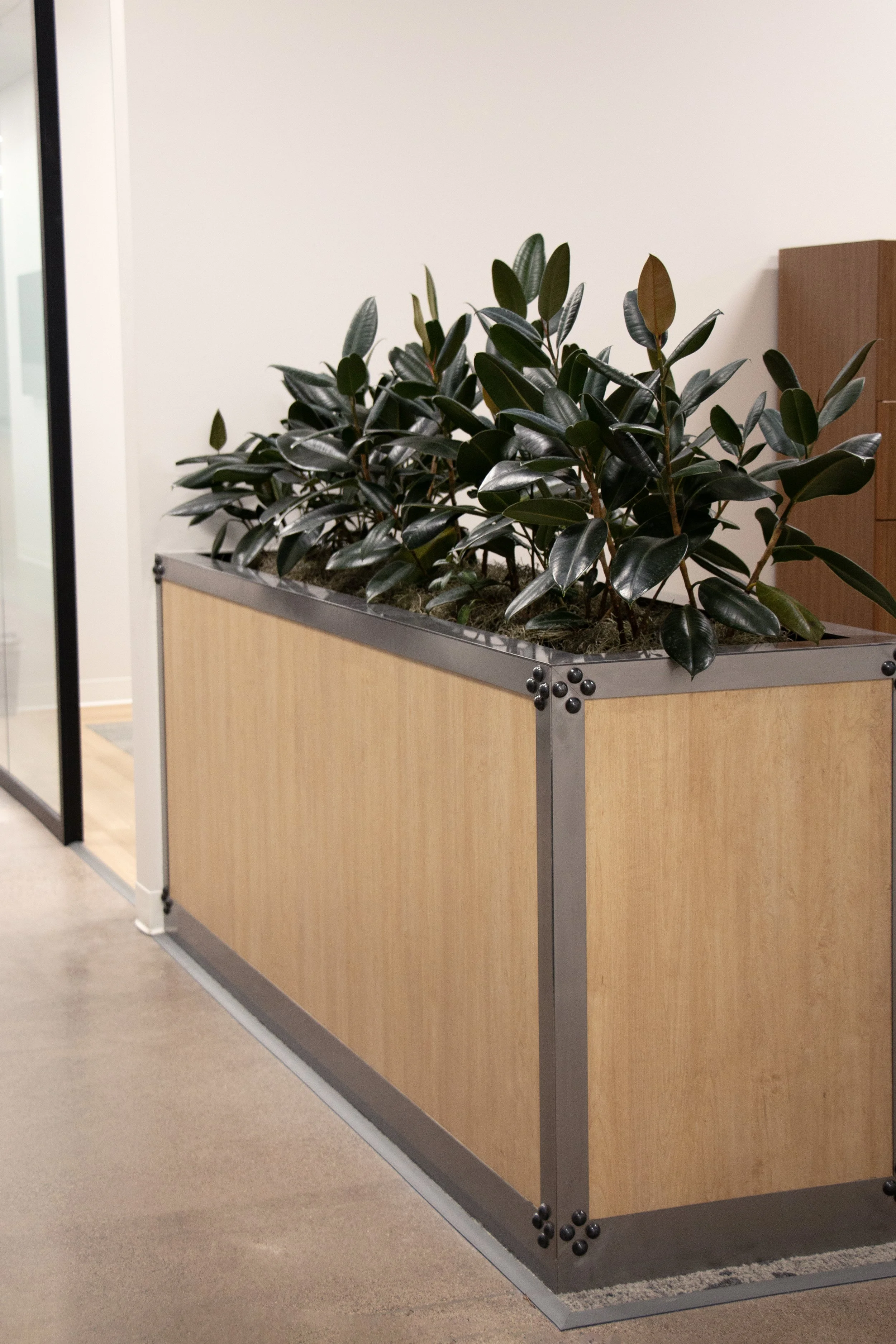 plants-2.jpg