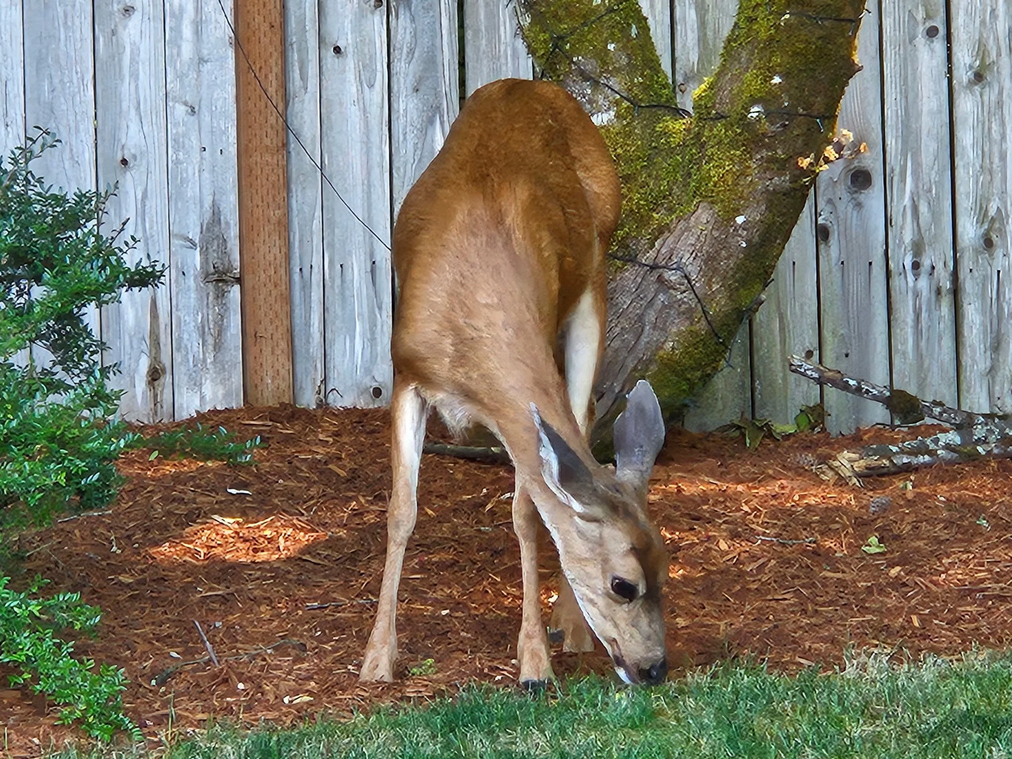 13340 SW DOE LN_deer.JPG