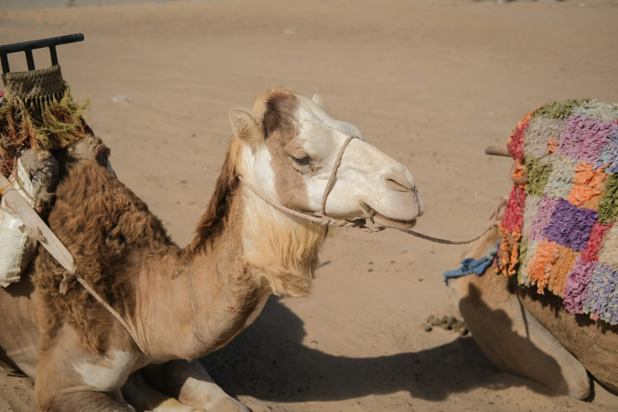 2026_Linger in Morocco_Bryni Balt @bryni_@linger.with_32.jpg (Copy) (Copy)