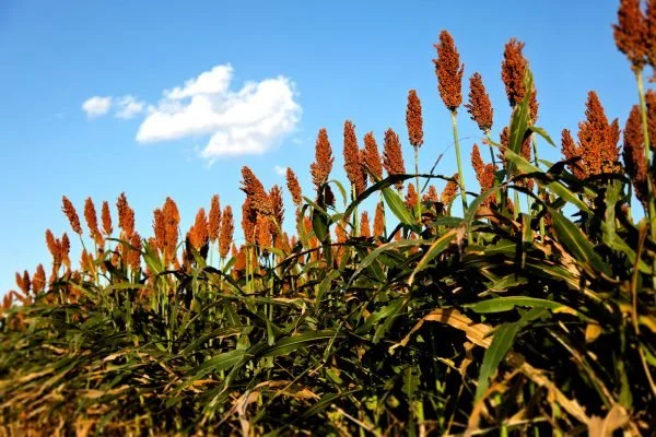A field of tall sorghum plants with brown seed heads under a blue sky with a few clouds.