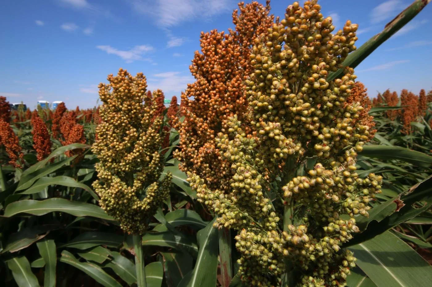 Close-up of sorghum plants with mature grain heads in a field under blue sky.