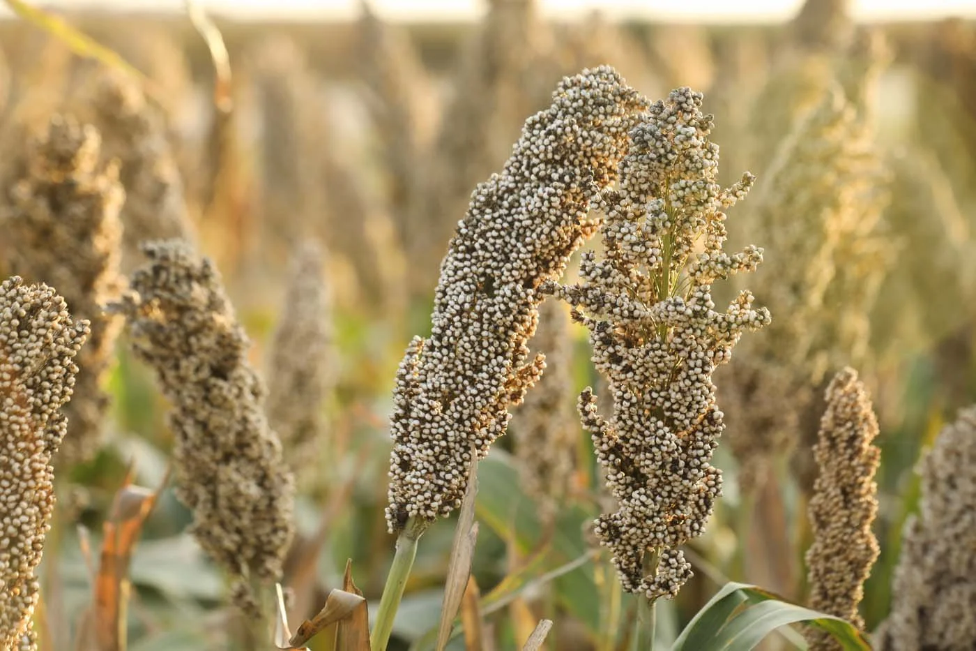 Close-up of millet plants with seed heads in a field during golden hour.