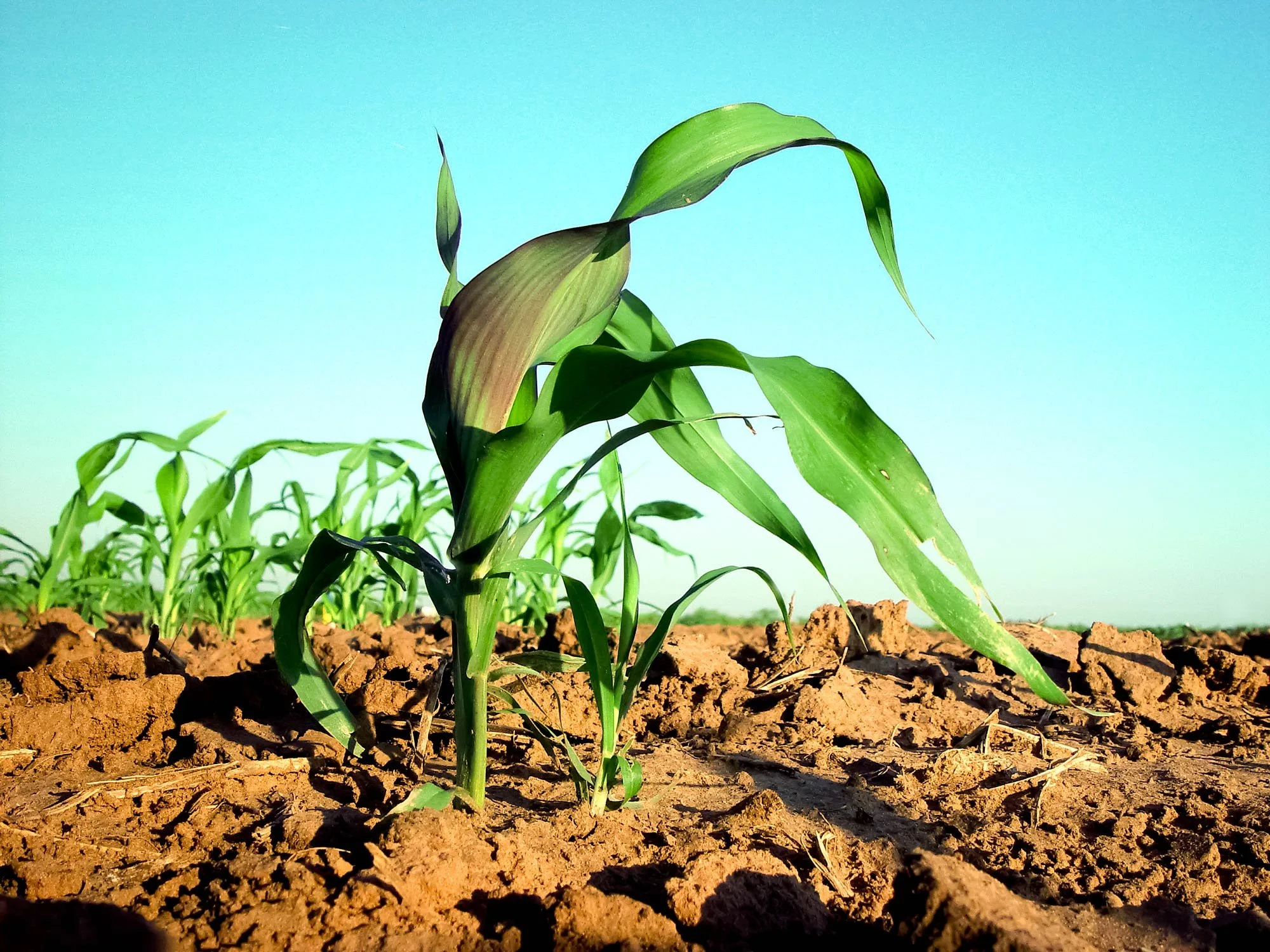 Young corn plant growing in brown soil against a bright blue sky background.
