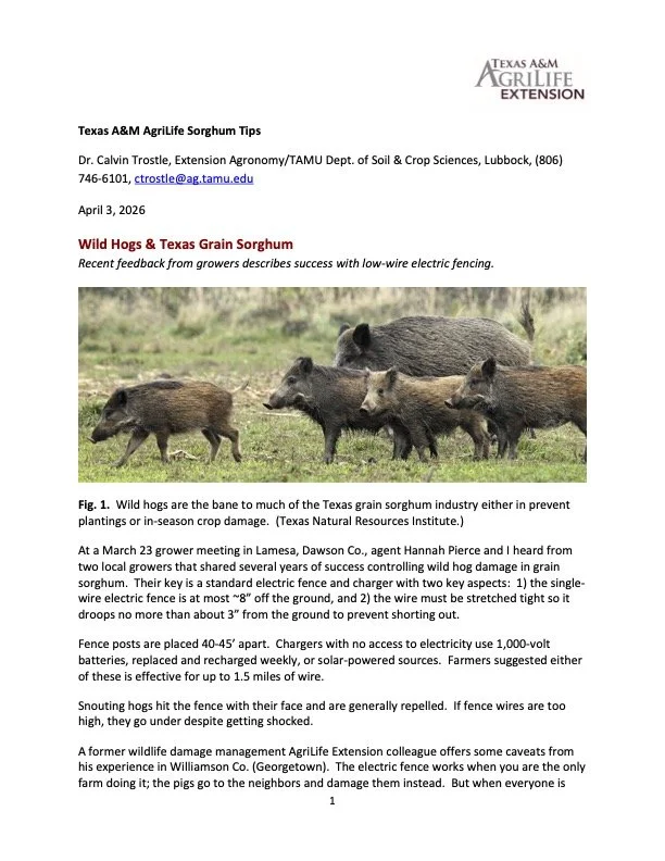 Photo of wild hogs in a grassy field, with some of the hogs near electric fencing.