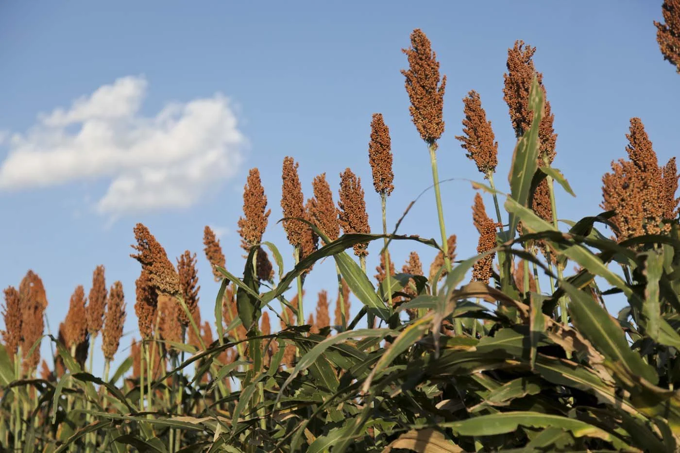 A close-up view of a sorghum field with tall, brown seed heads against a clear blue sky with a small white cloud.
