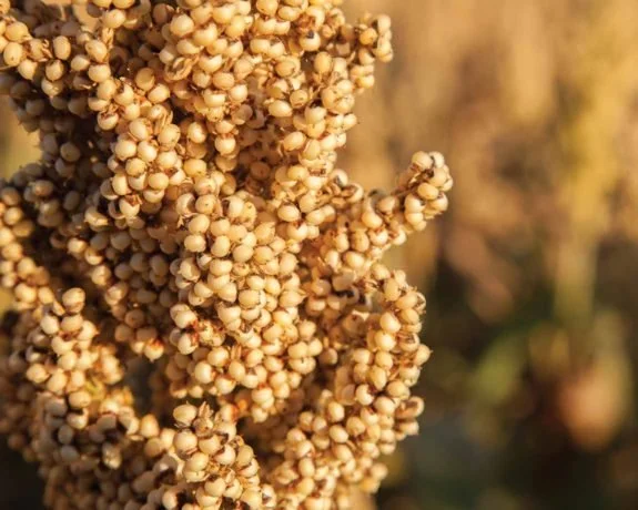Close-up of a cluster of small, round, beige berries or seeds.