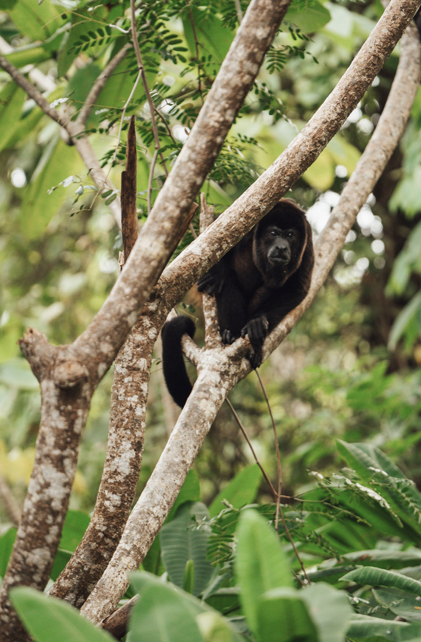 Monkey.png
