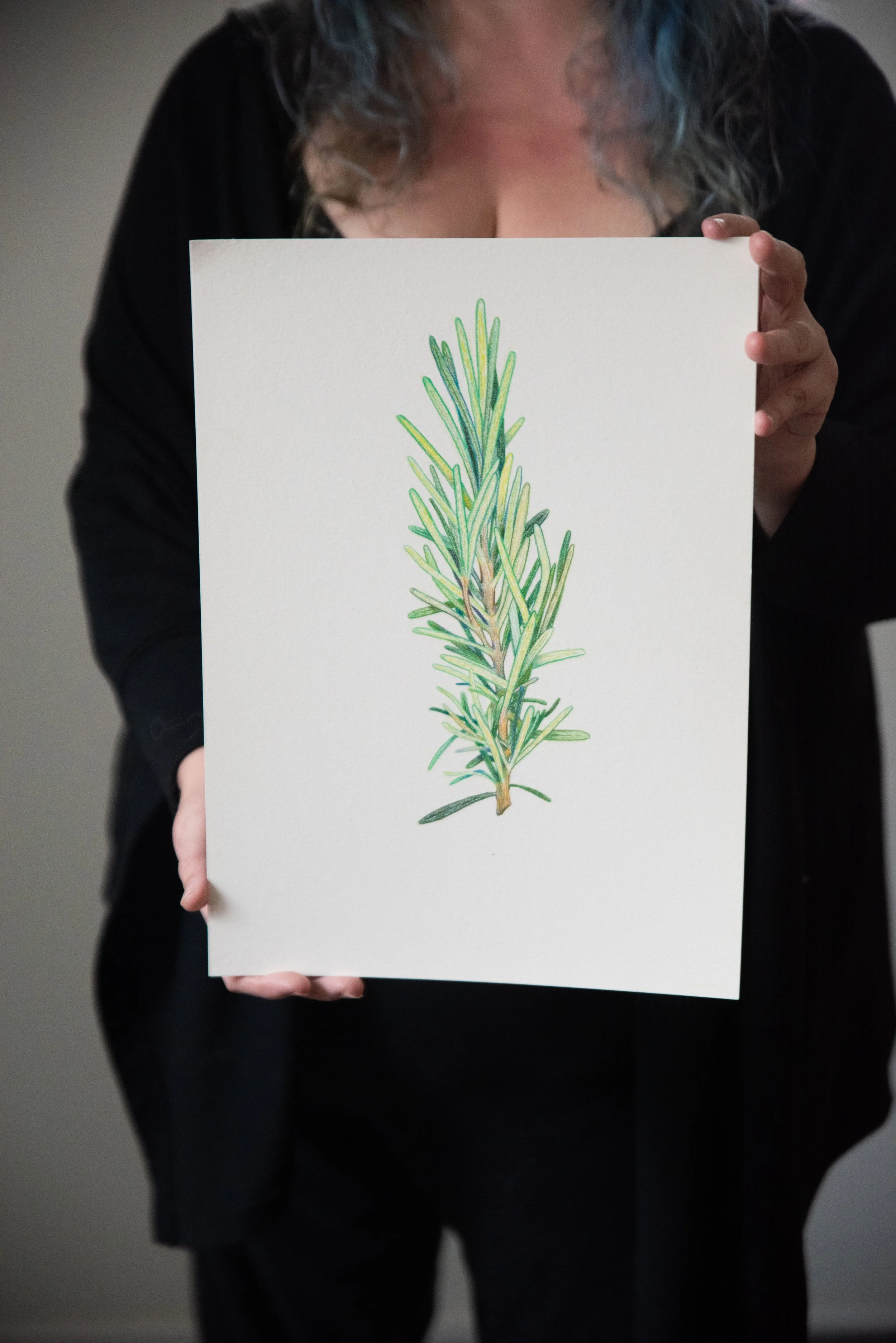 Rosemary Illustration