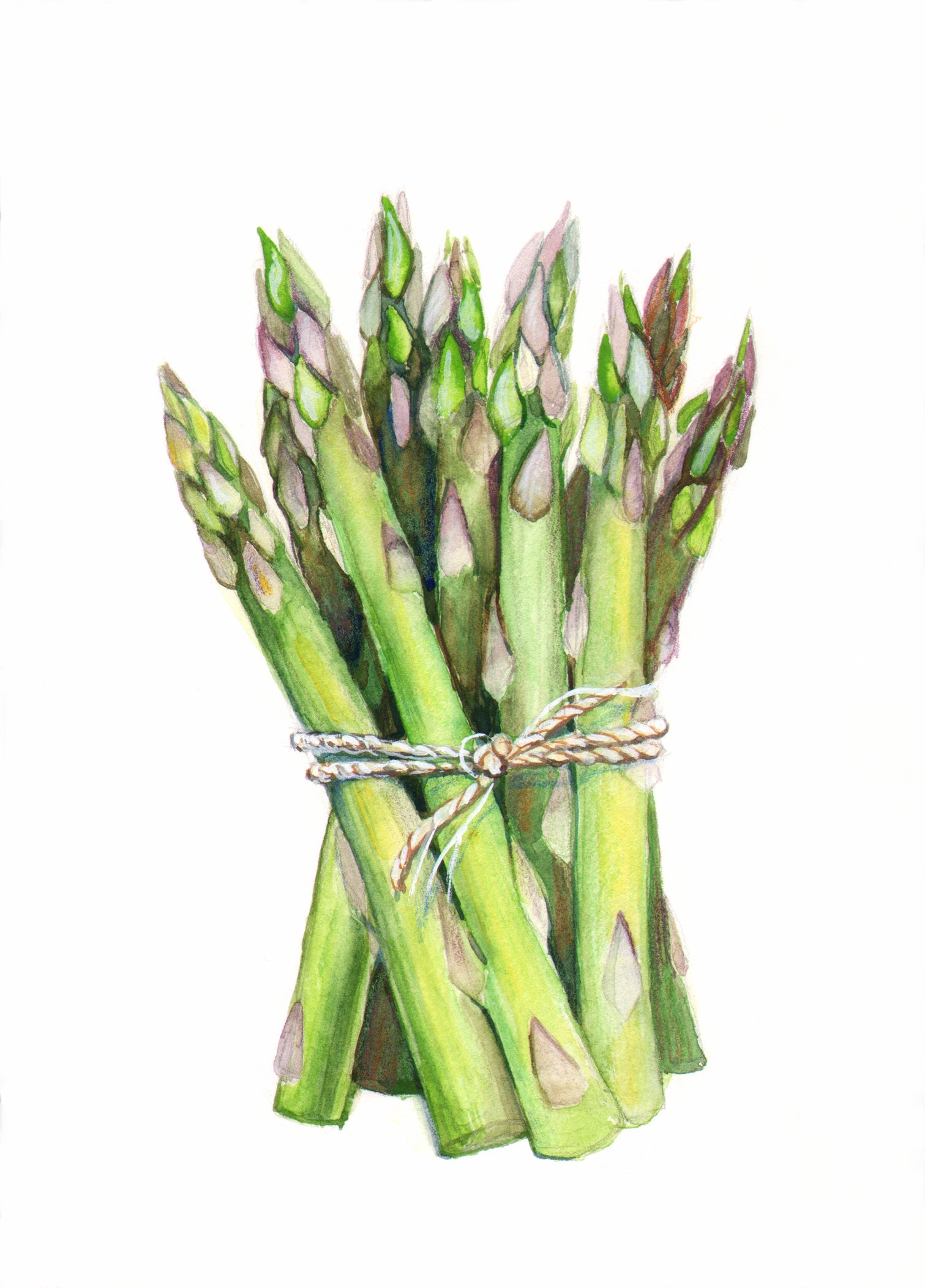 Asparagus Illustration