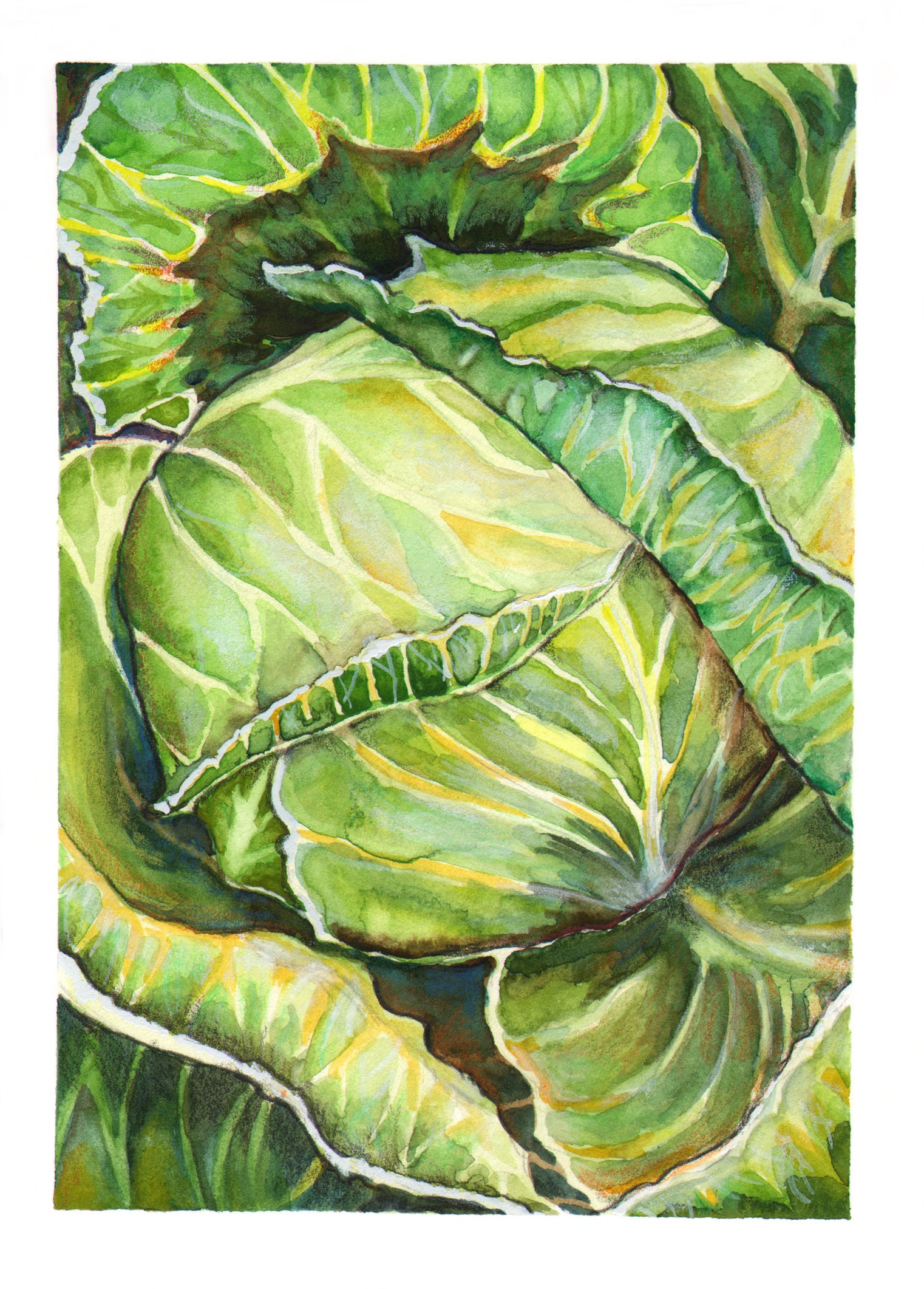 Cabbage Illustration