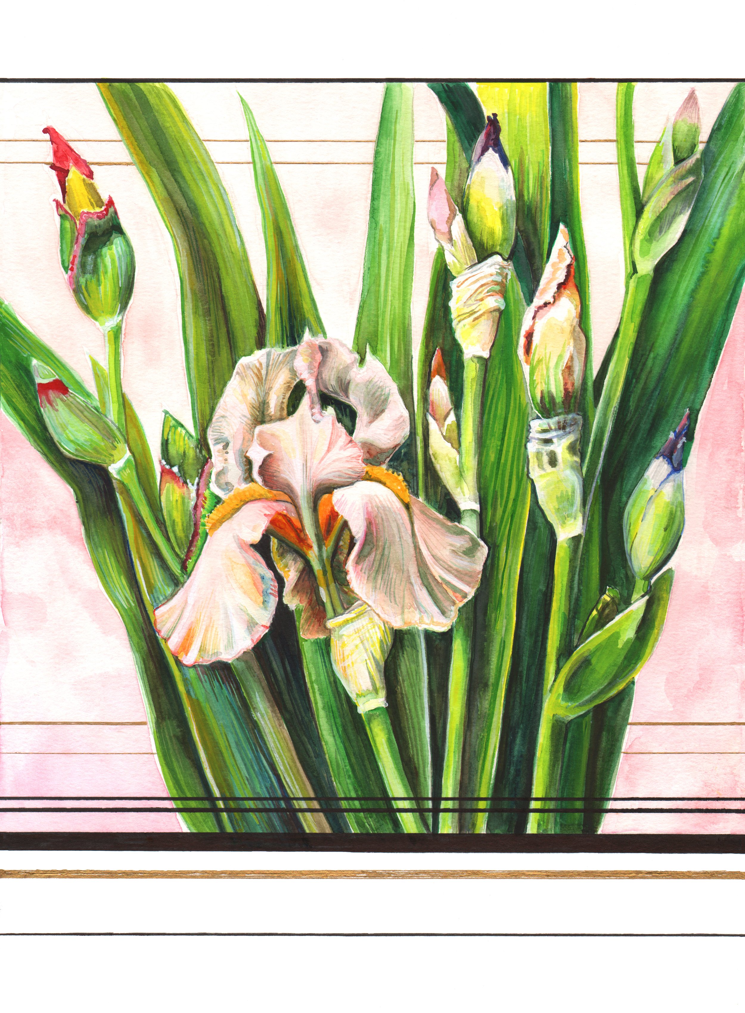 Iris Group