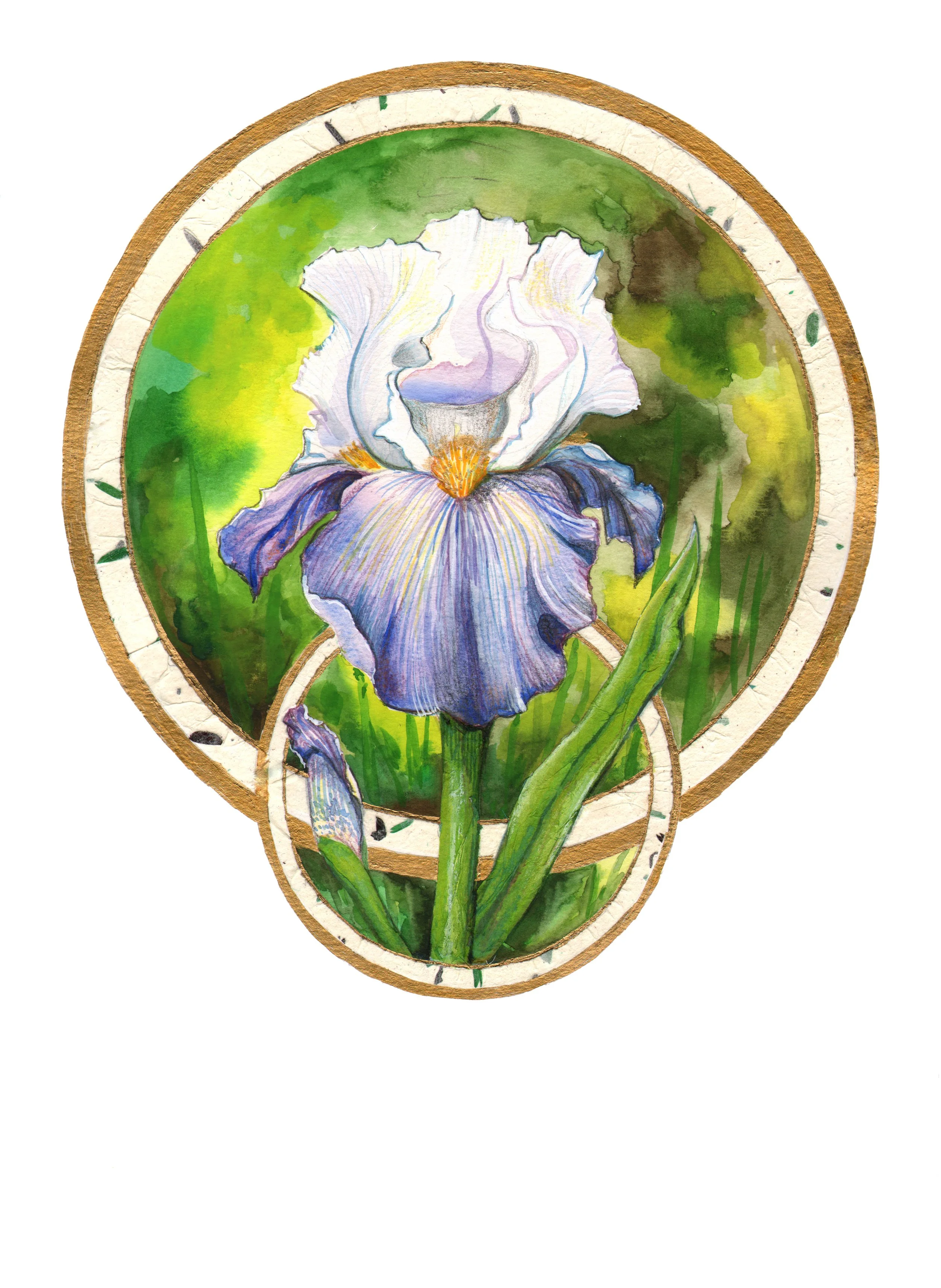 Purple Iris Illustration