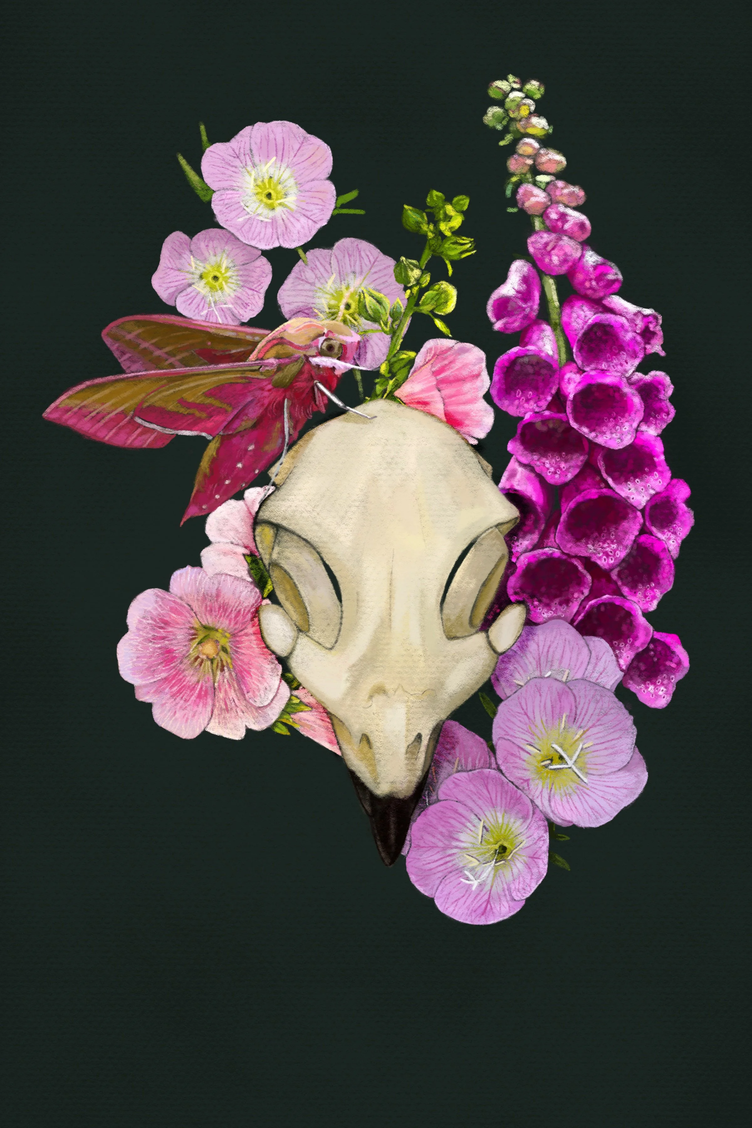 Hawk_Hawkmoth_Hollyhock_Primrose_FoxgR.jpg