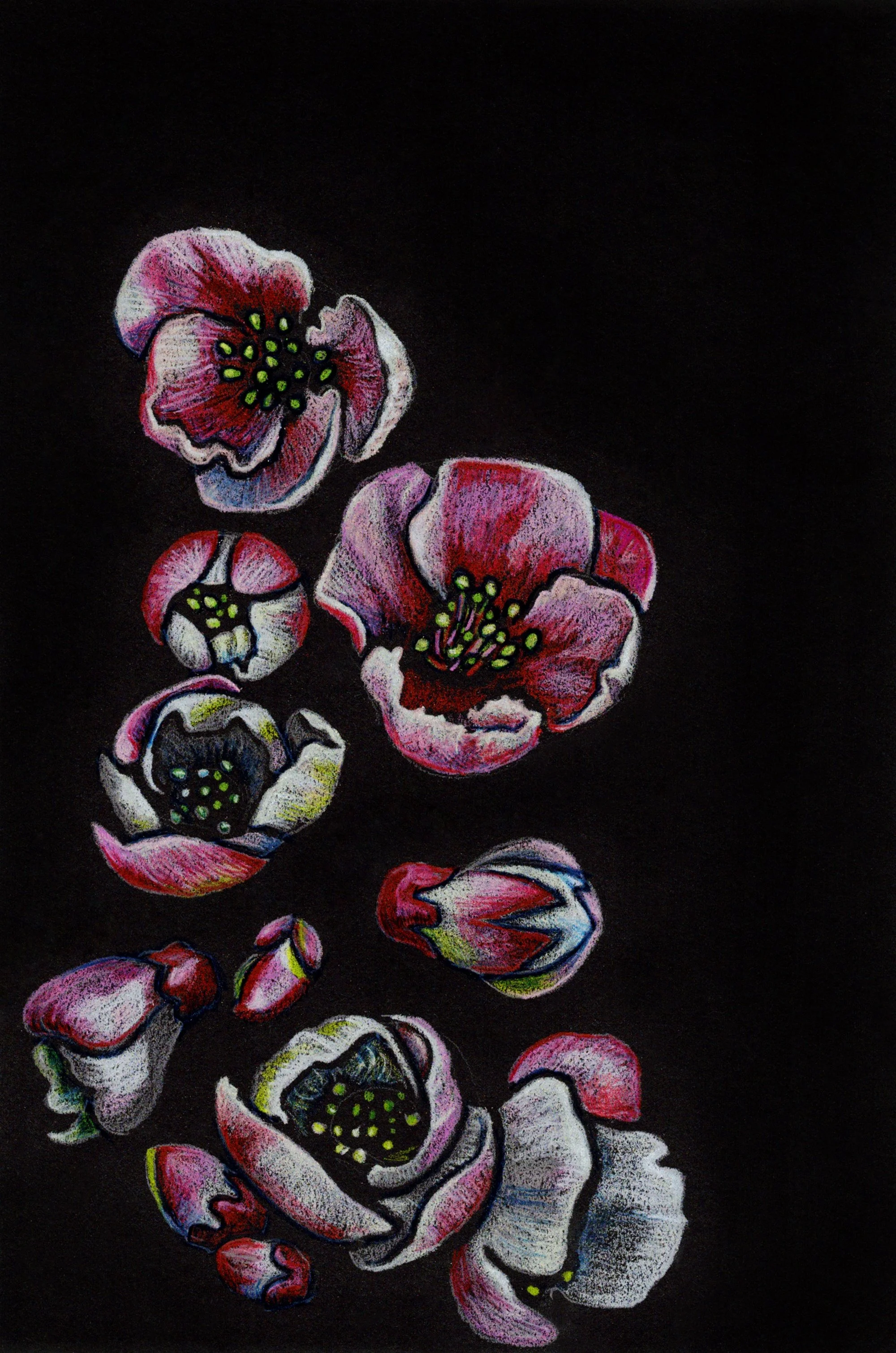 Flowering Quince Illustration
