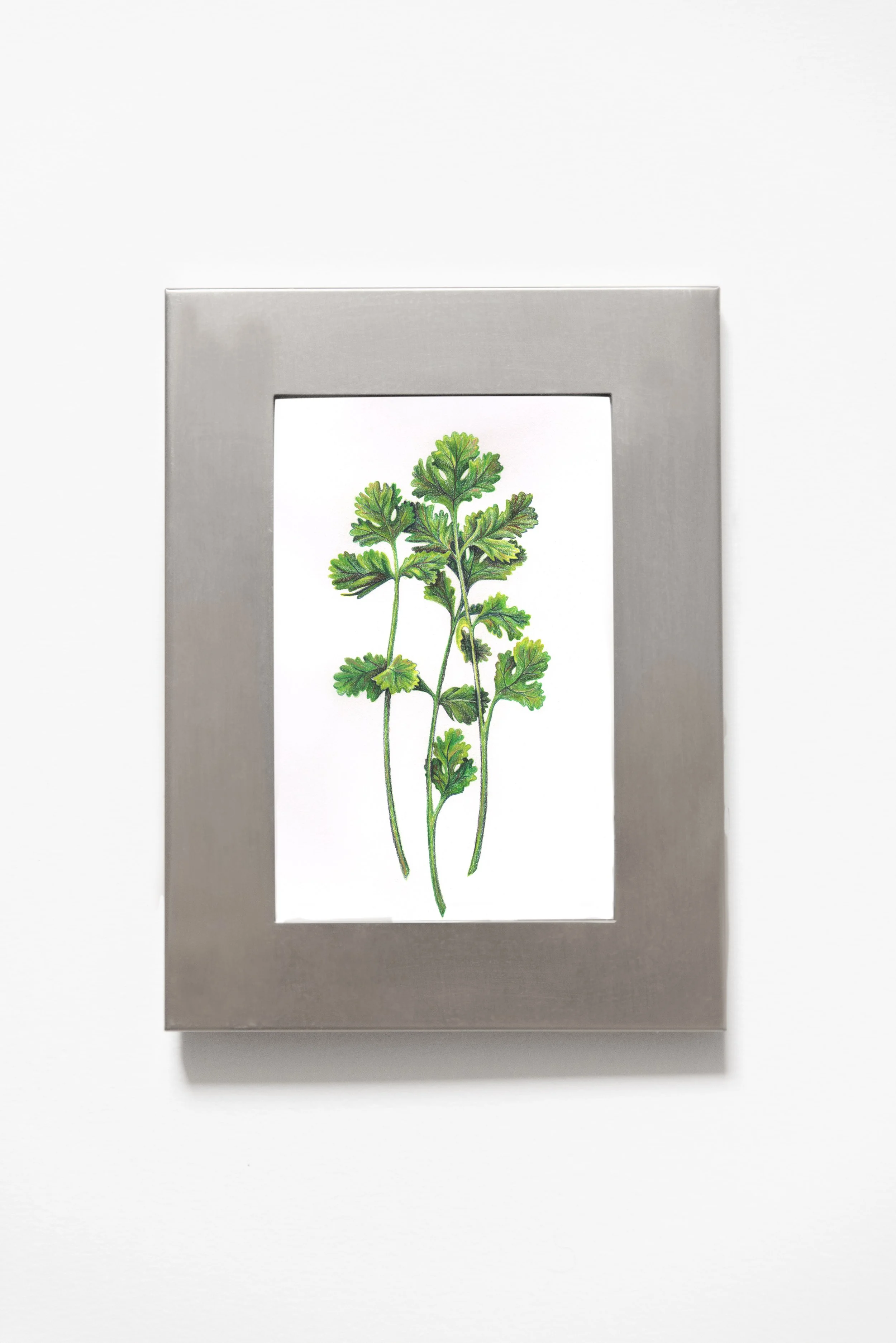 SilverFrameBright3Cilantrosm.jpg