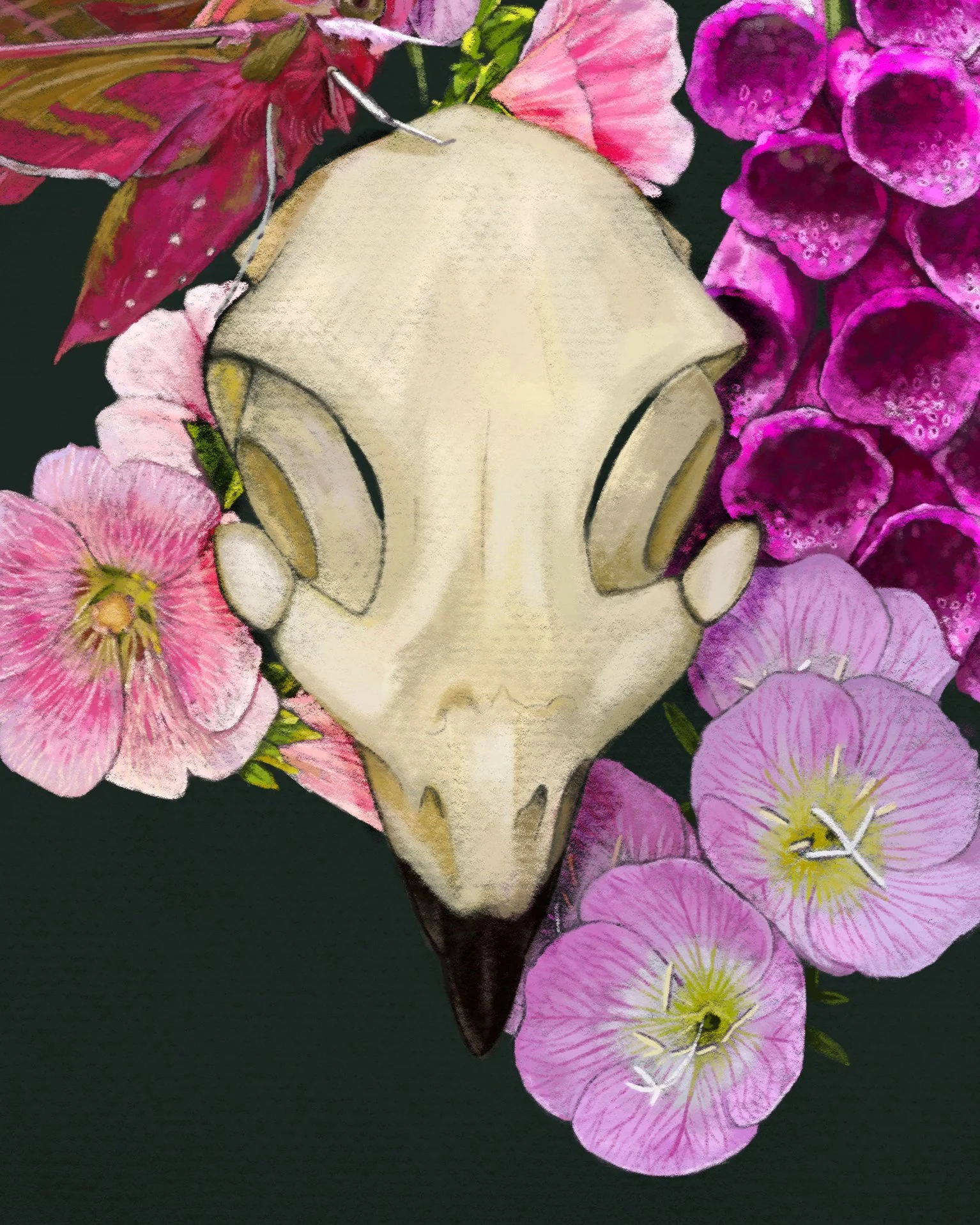 Hawk_Hawkmoth_Hollyhock_Primrose_FoxgRIG03.jpg