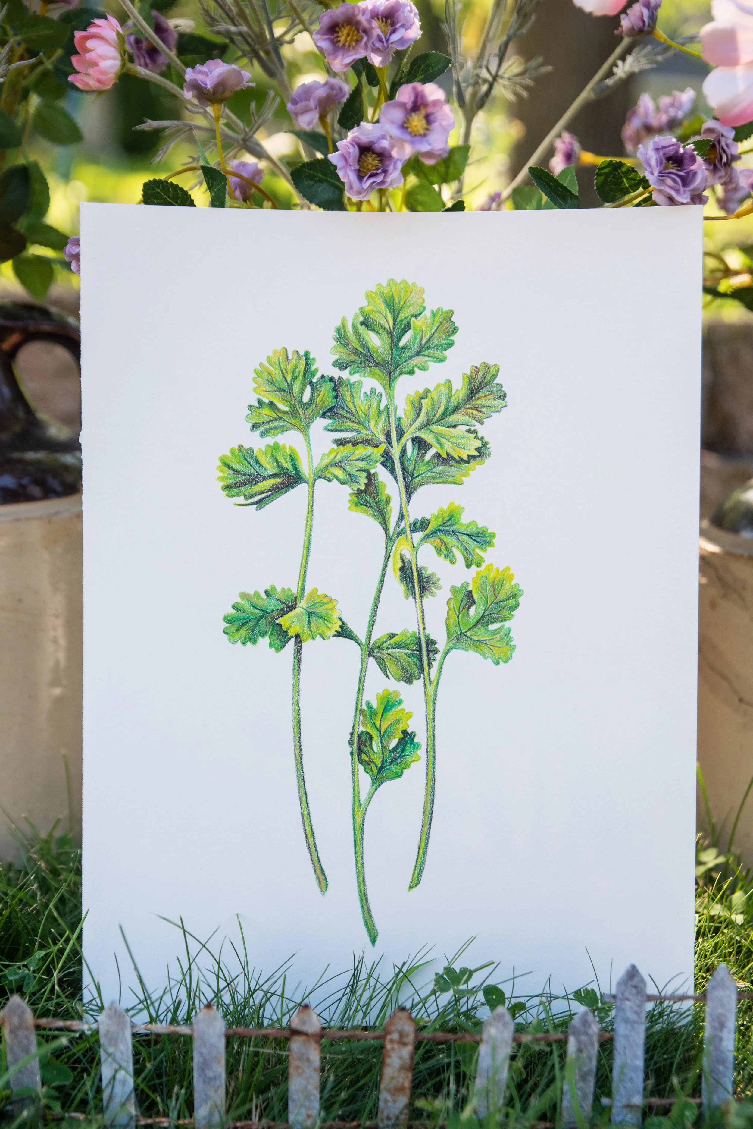 Cilantro Illustration