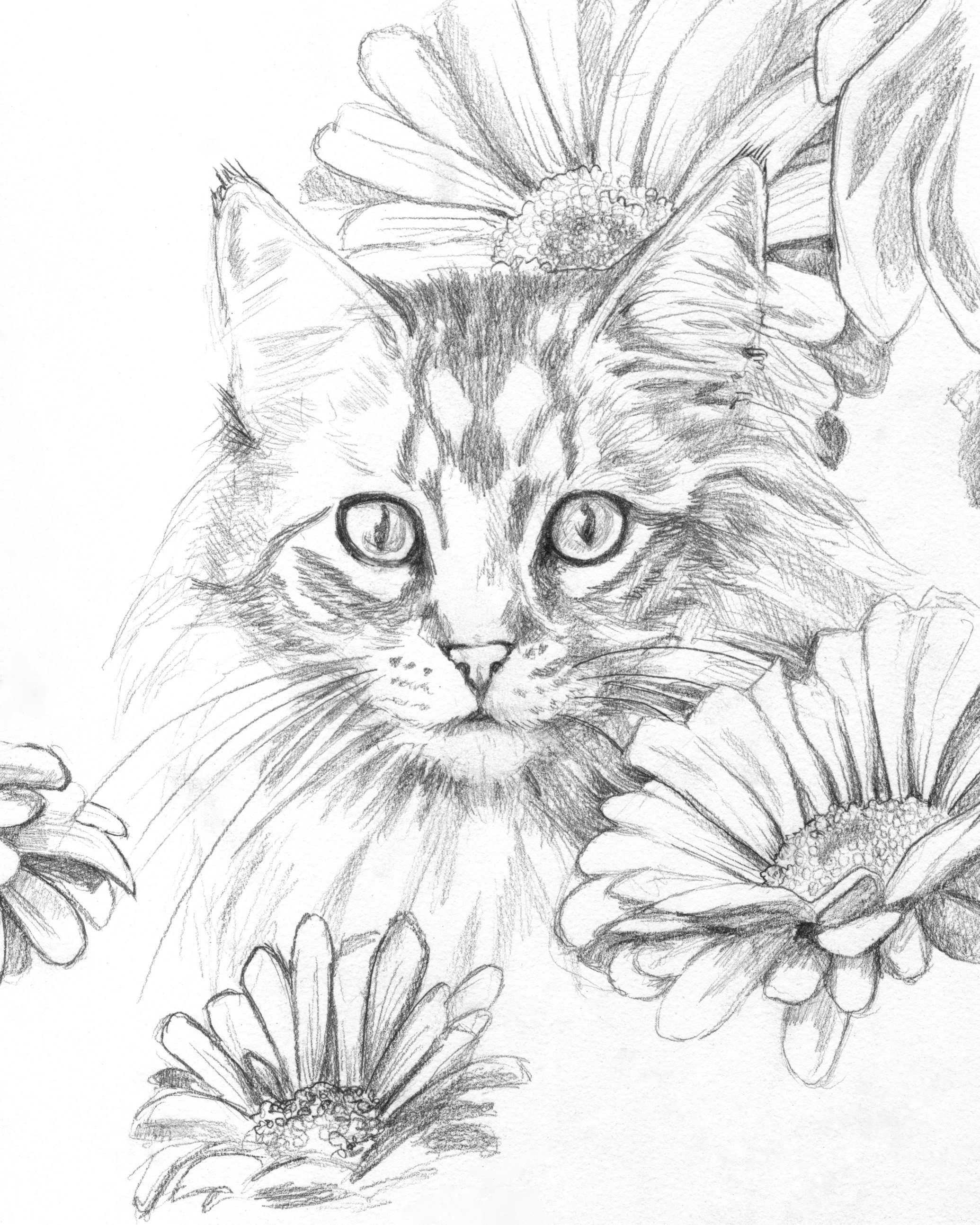 20240626catdaisies.jpg