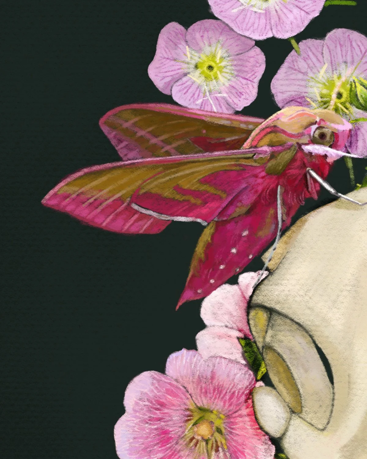Hawk_Hawkmoth_Hollyhock_Primrose_FoxgRIG01.jpg
