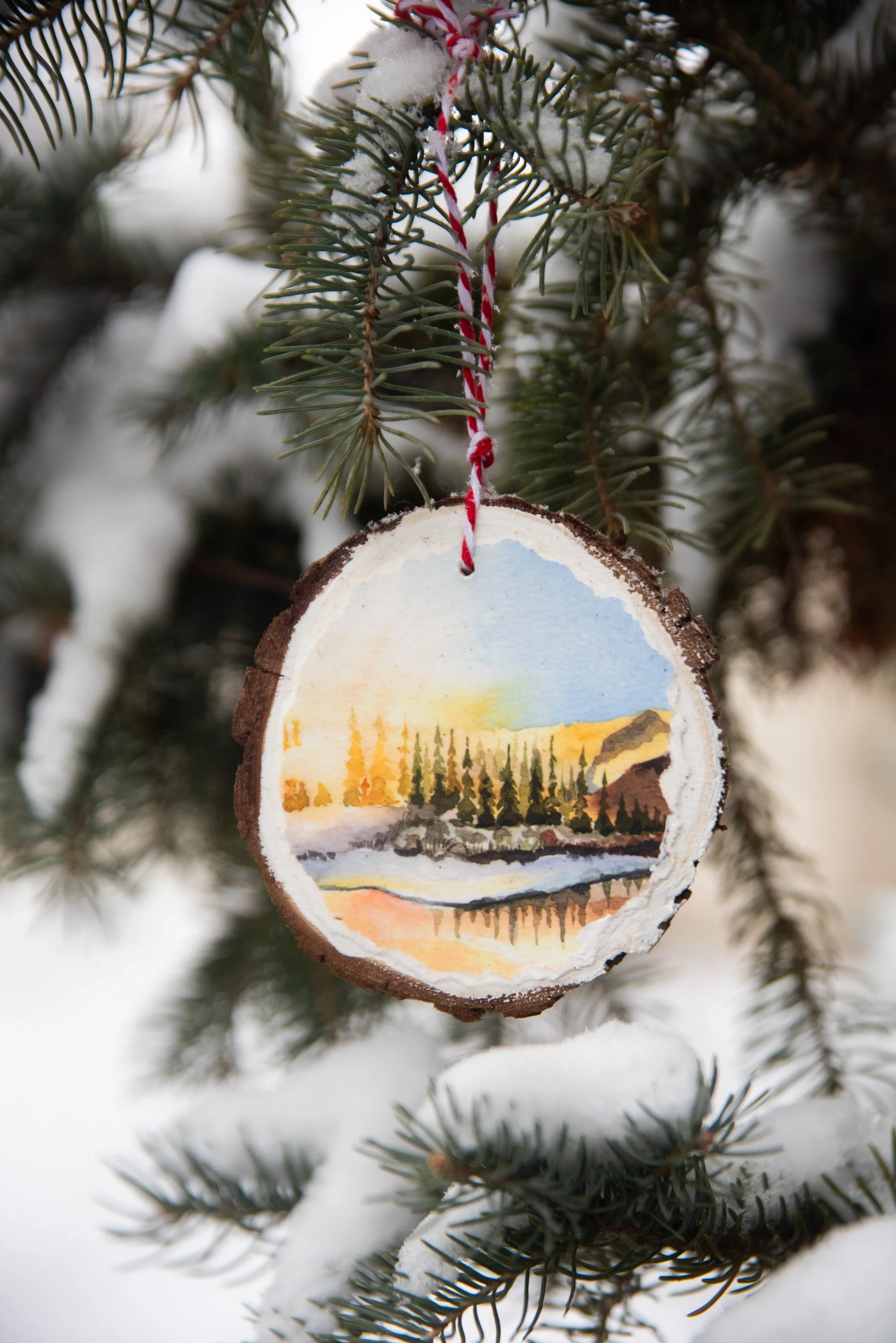 Mountain Pine Reflection