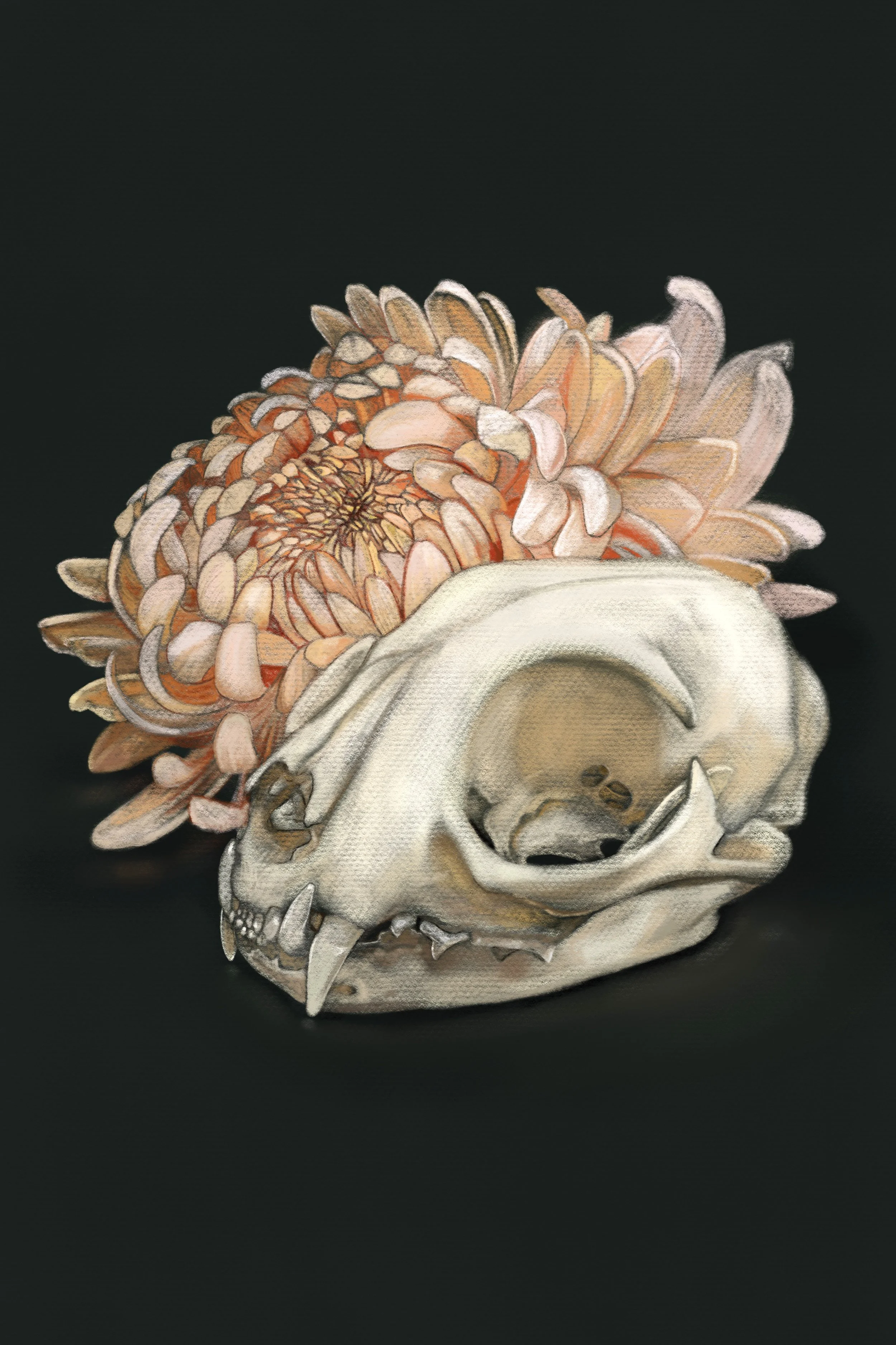Cat_And_ChrysanthemumR.jpg