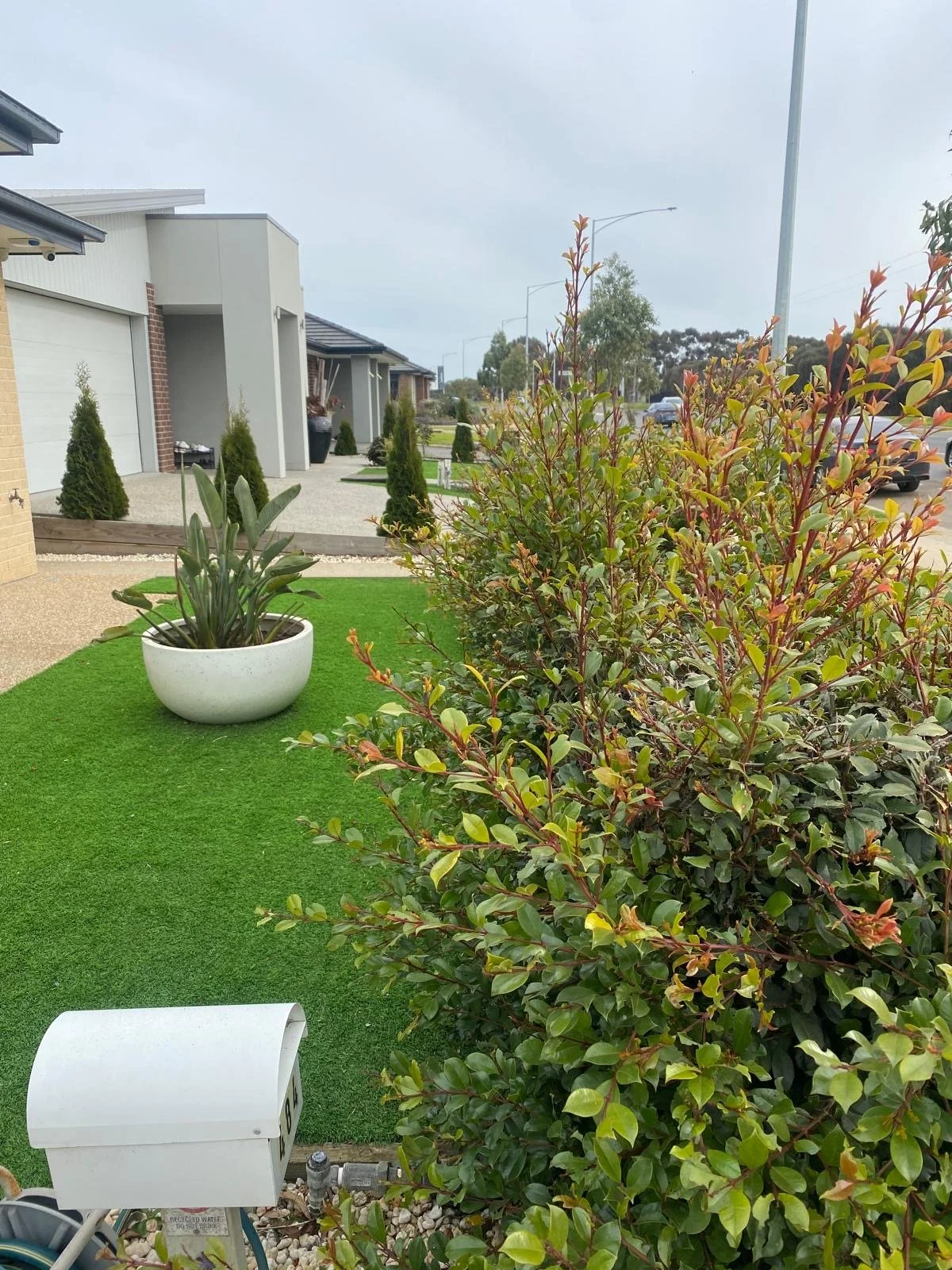 Front yard with green grass, large potted succulent, small trees in pots, and neighboring houses along a street with cars.