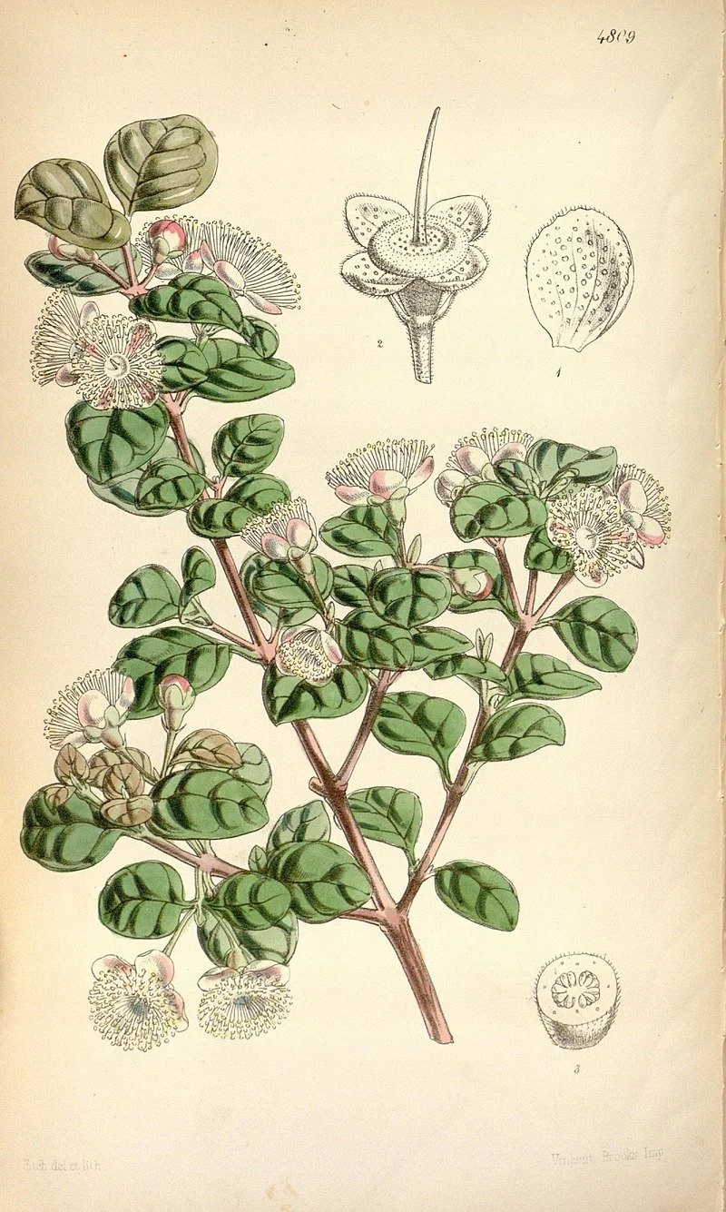 Ramarama found in Okoheriki — Canopy Conservation Trust