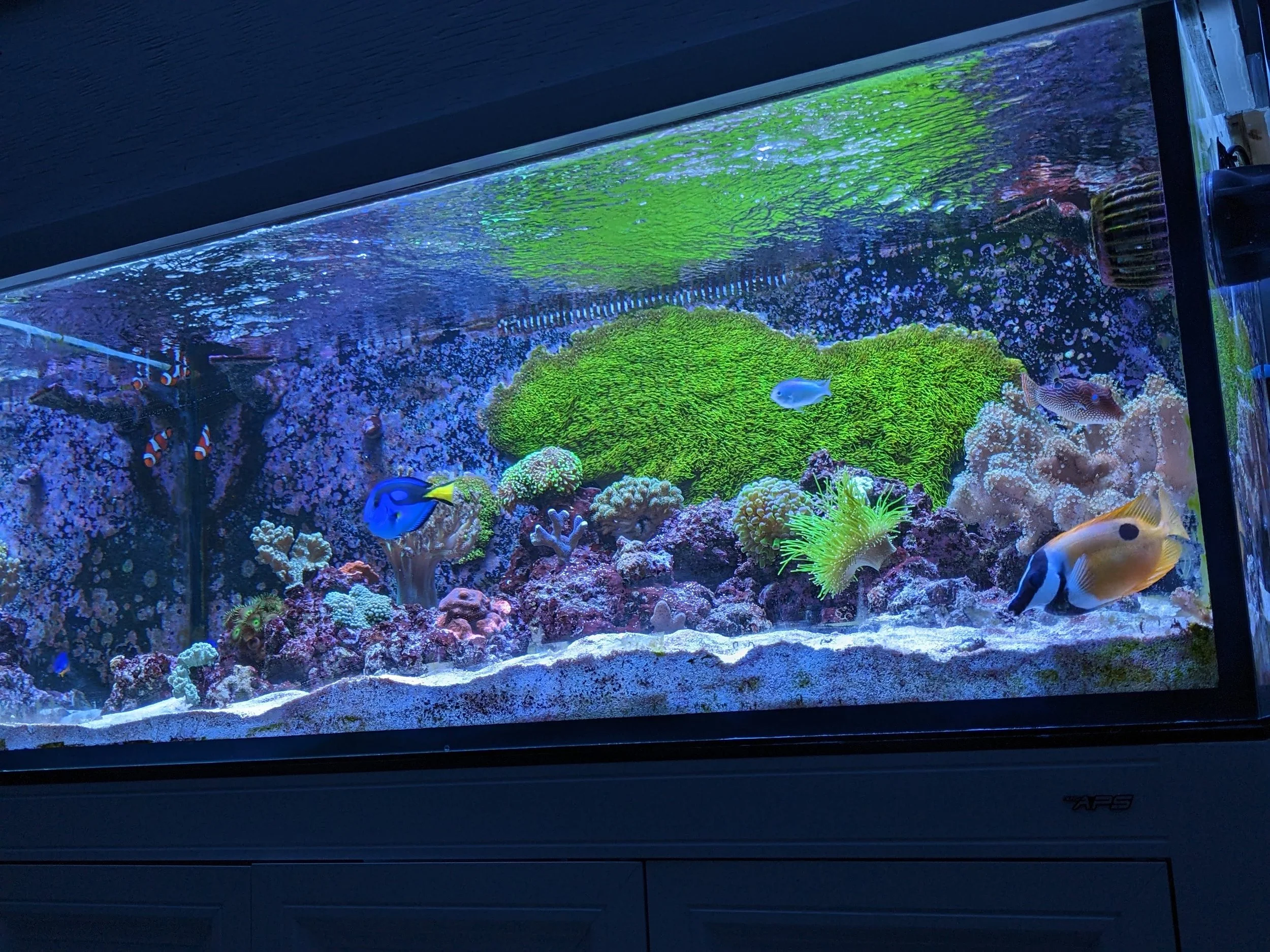 Photo inspiration: Visual Reference: Home Batavia Aquarium Maintenance 630 492 0179